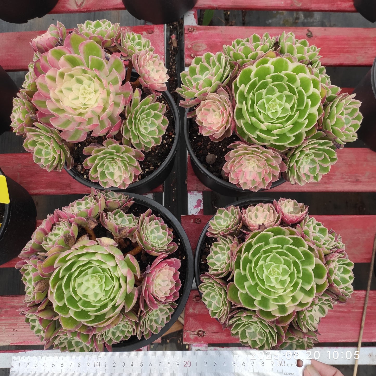 YF470 ピーコック フェザーズ(22cm pot)
