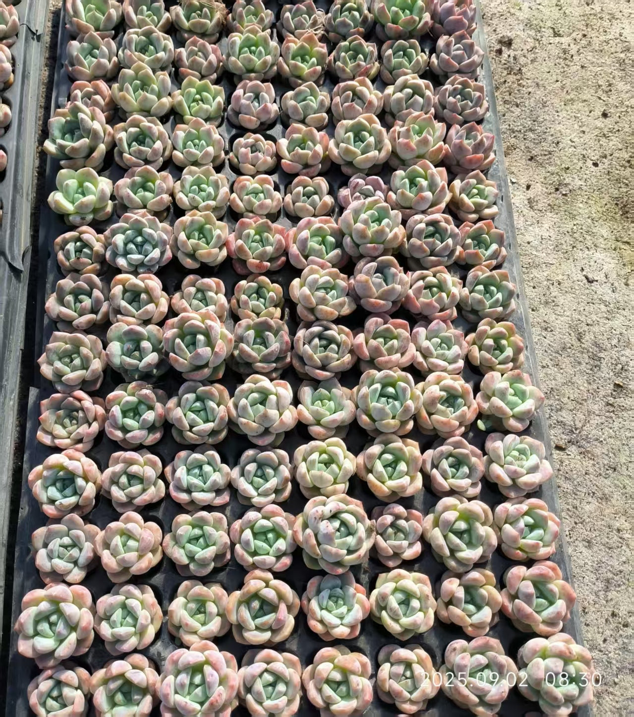 20664 ストロベリー バブル(3cm pot)(ポット苗)