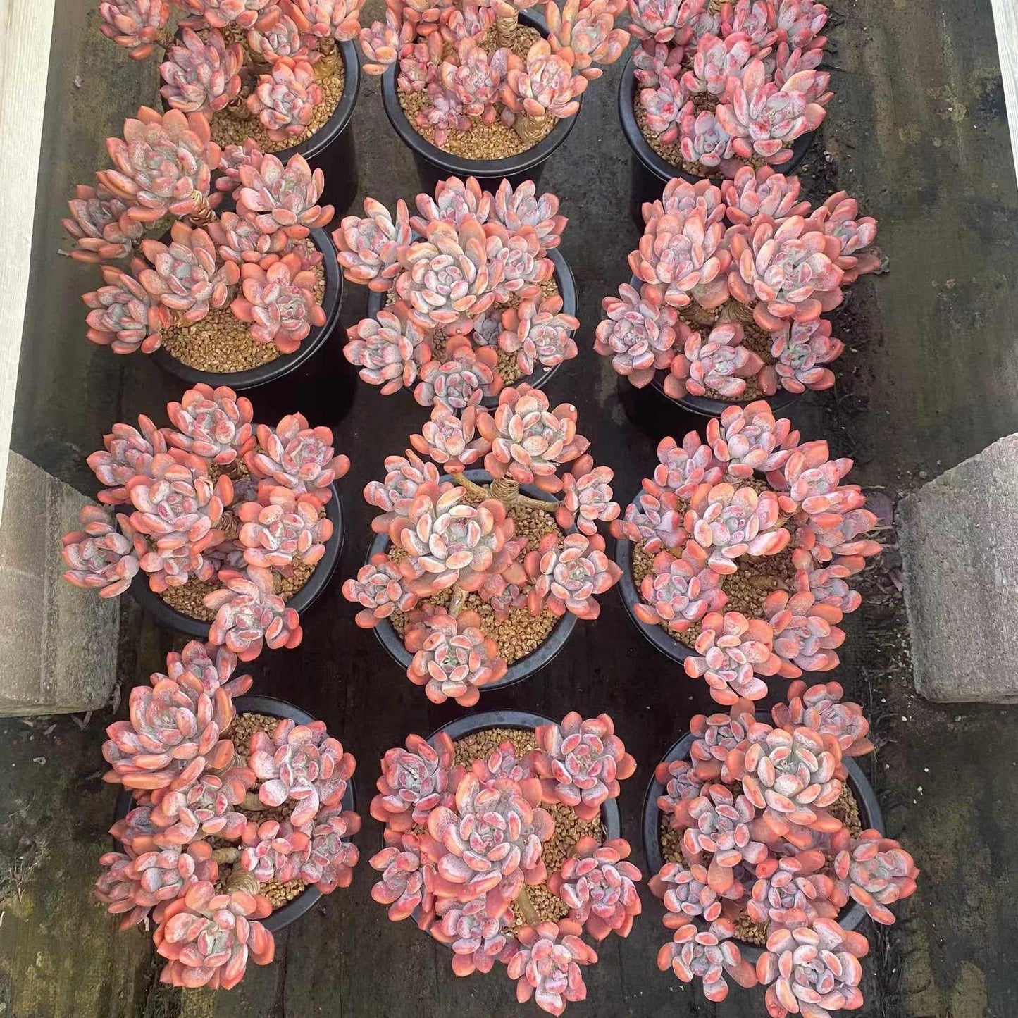 360024 ドリーム ローズHyb