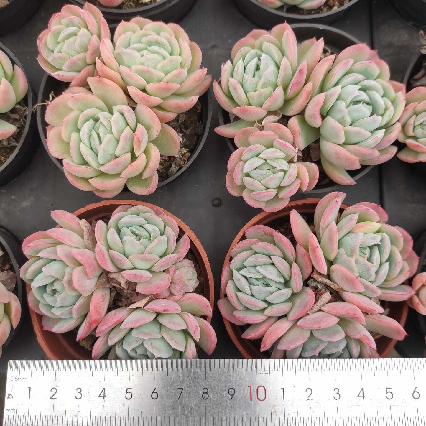 19957 ベリー(9cm pot)