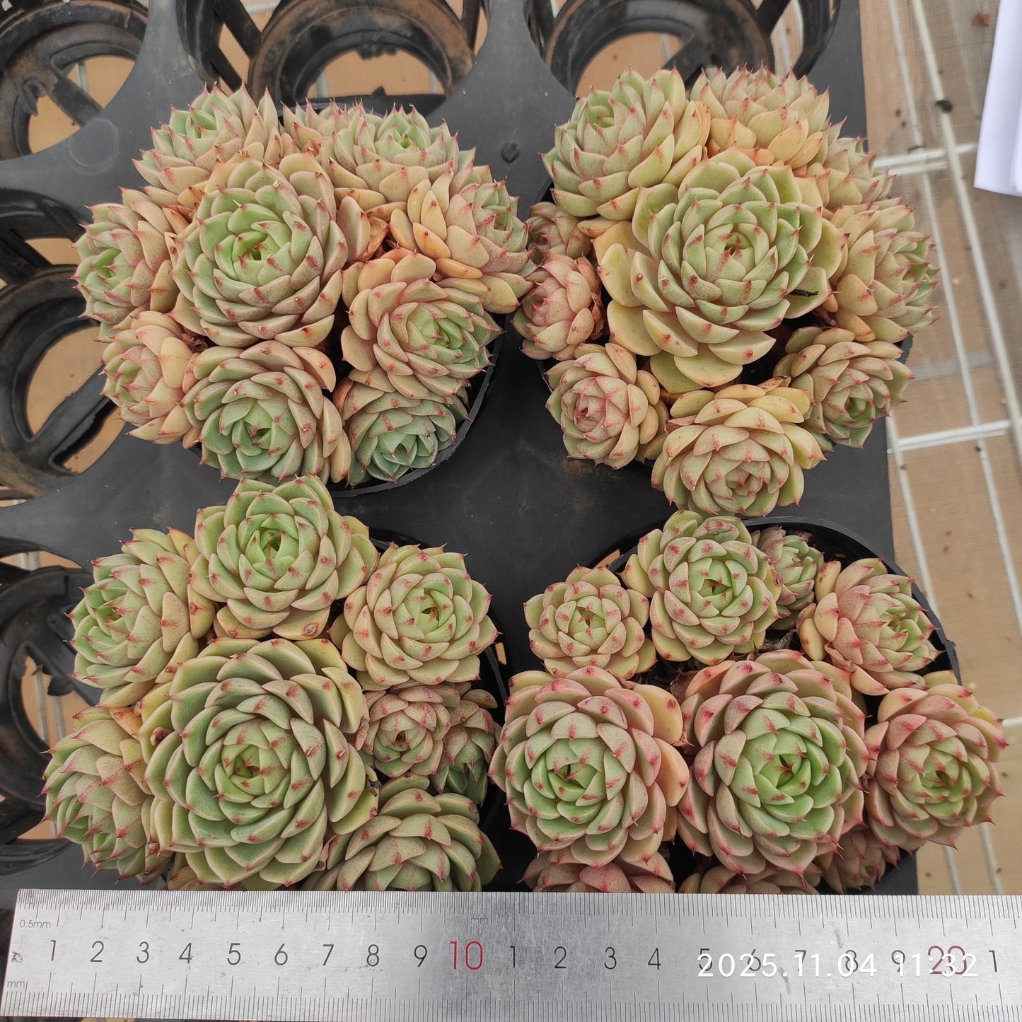 22273 ベンバディス(11cm pot)