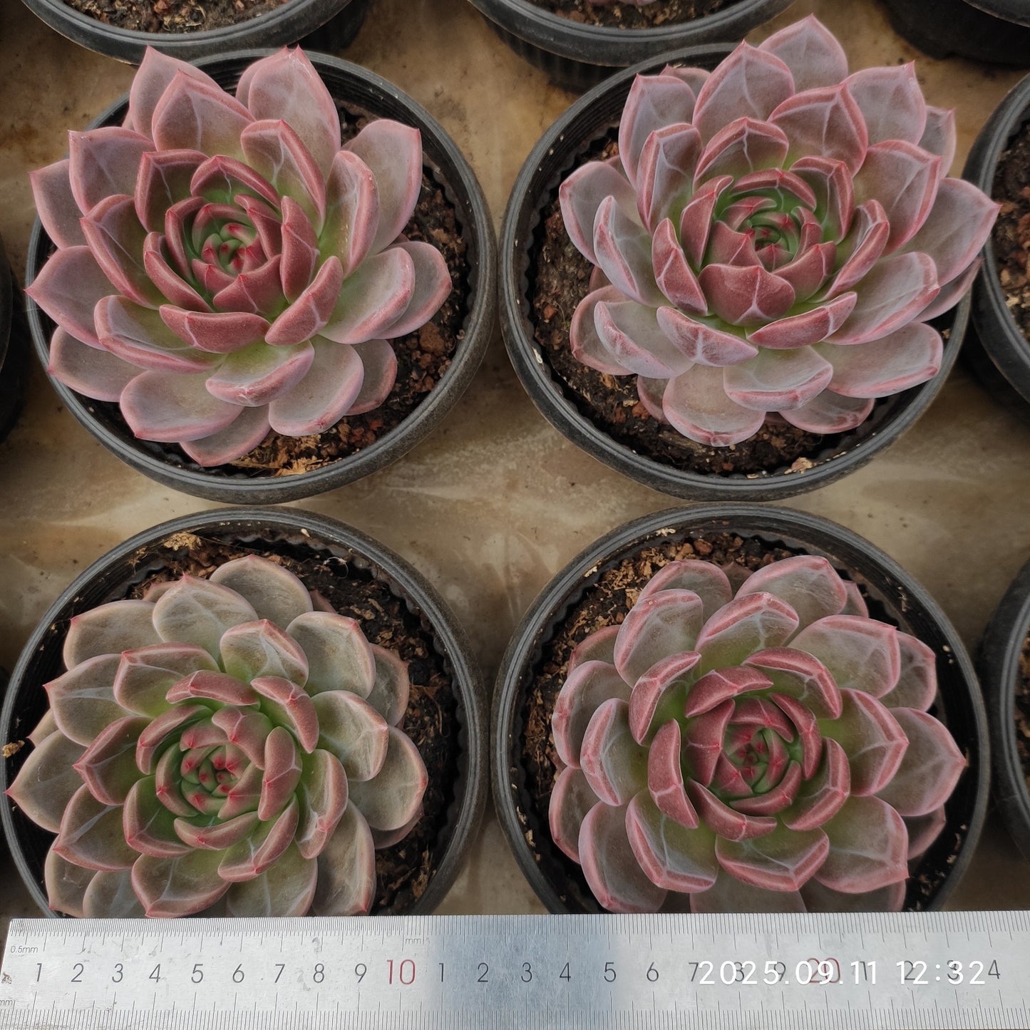 THH074 モンローQ(15cm pot)