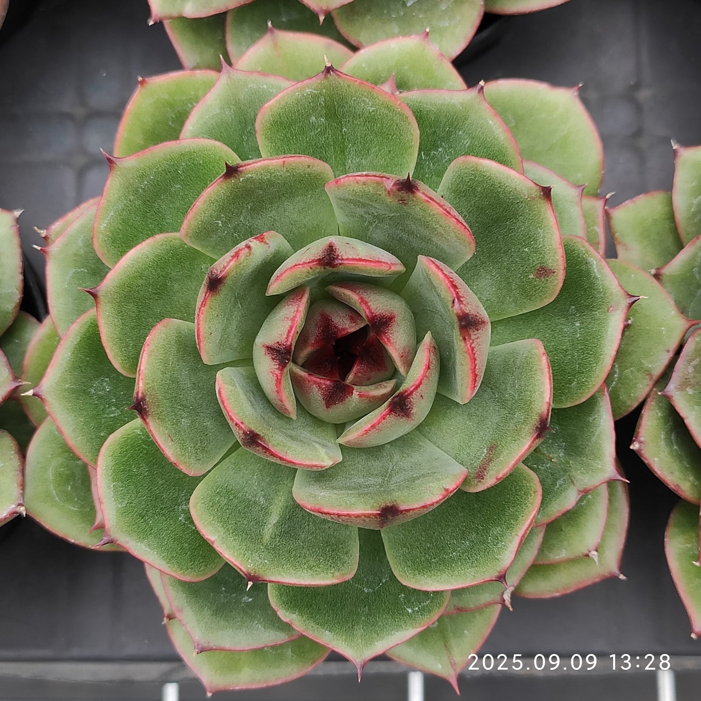 MMT843 ジェニーHyb(9cm pot)