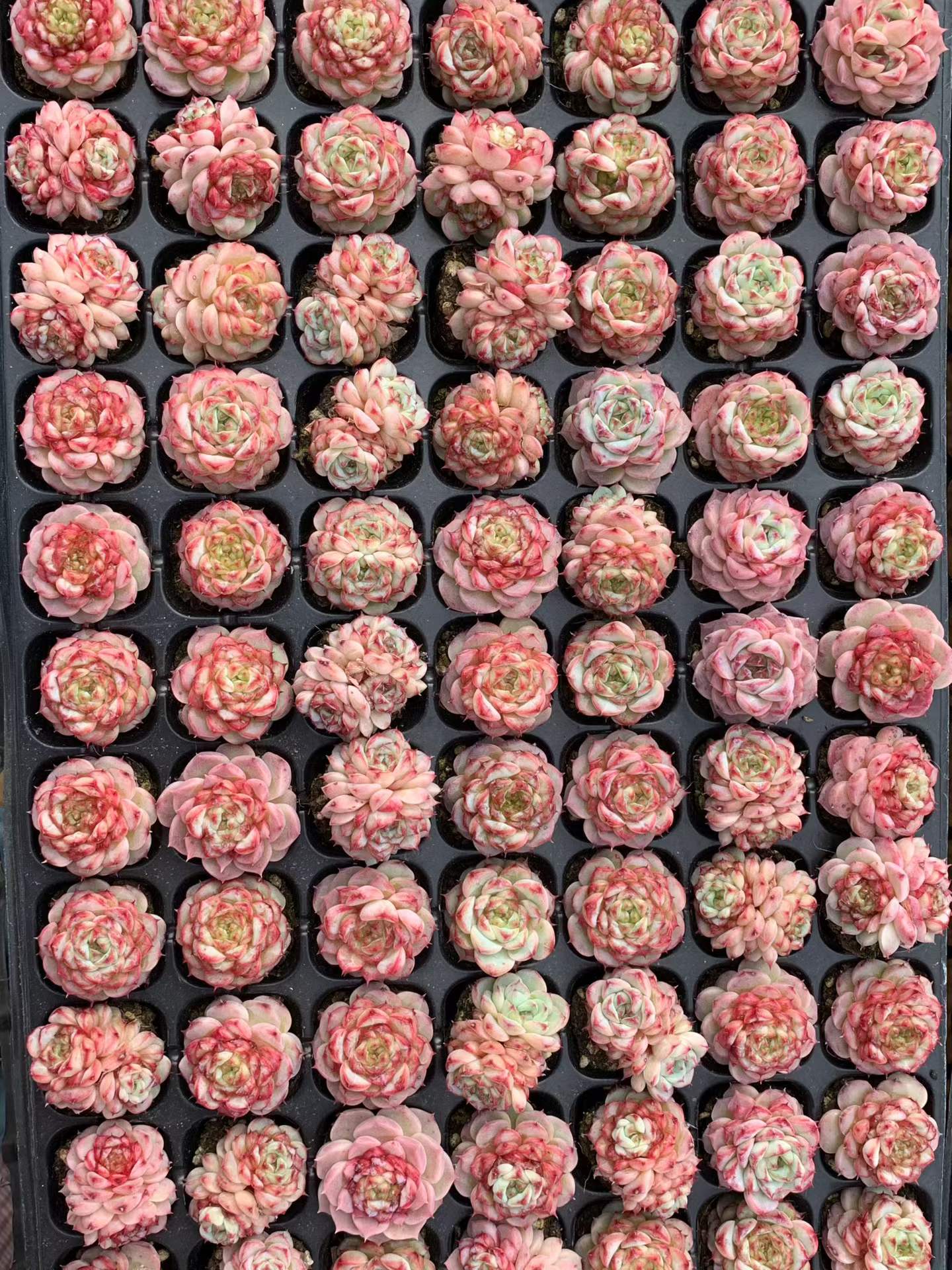 25402 レッドベルベット