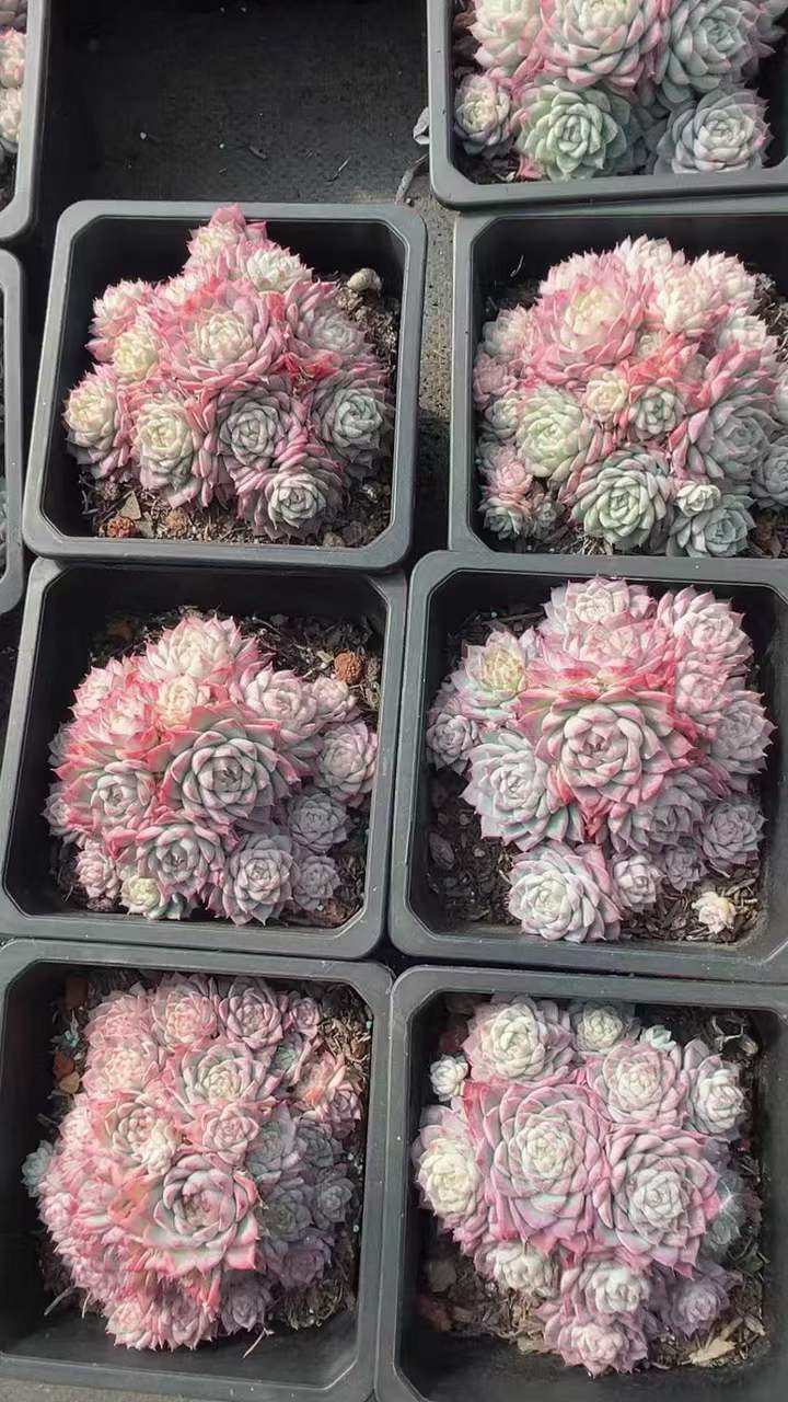 T26405 ラベンダーフェアリー