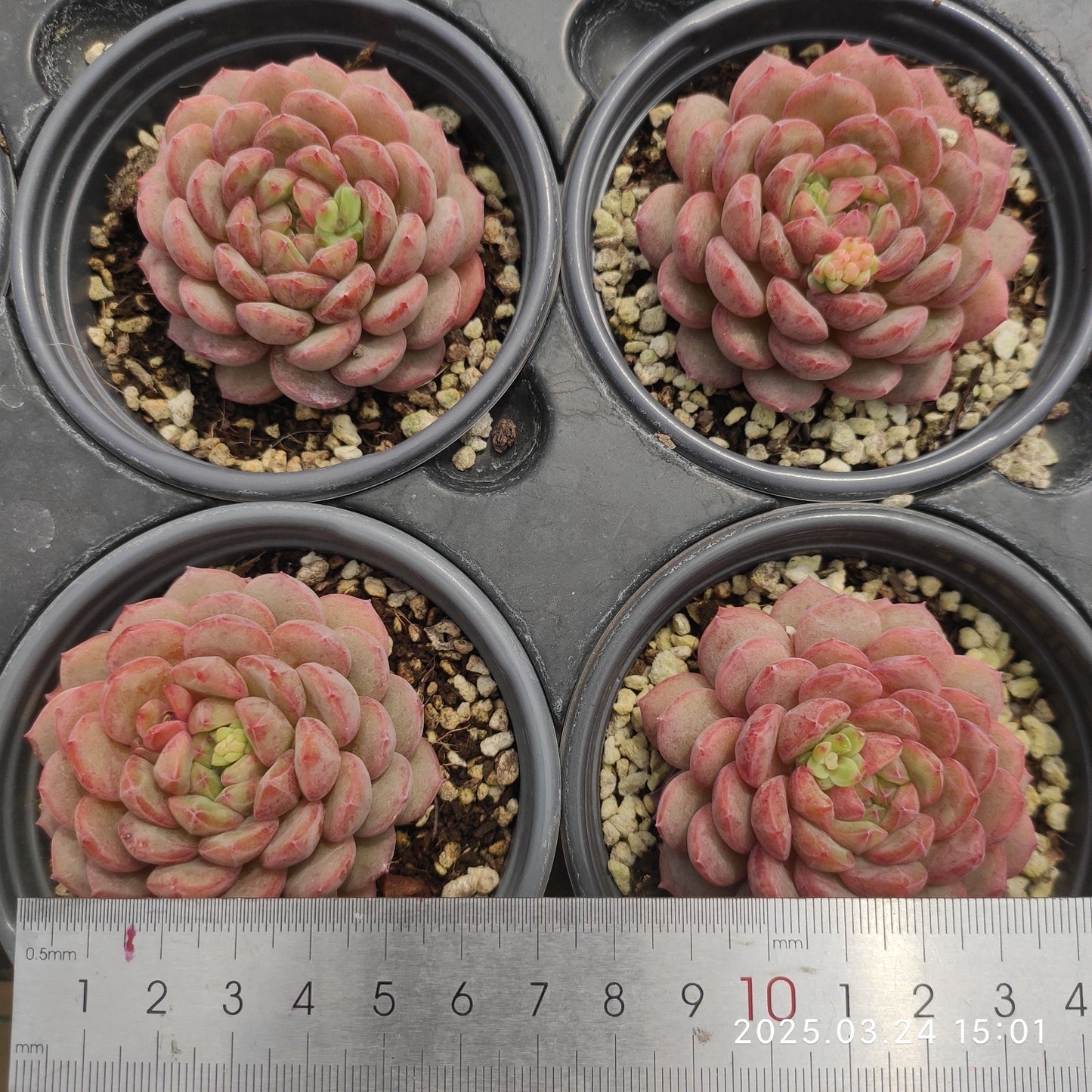 MMY1116 ゴールドスピンク(9cm pot)