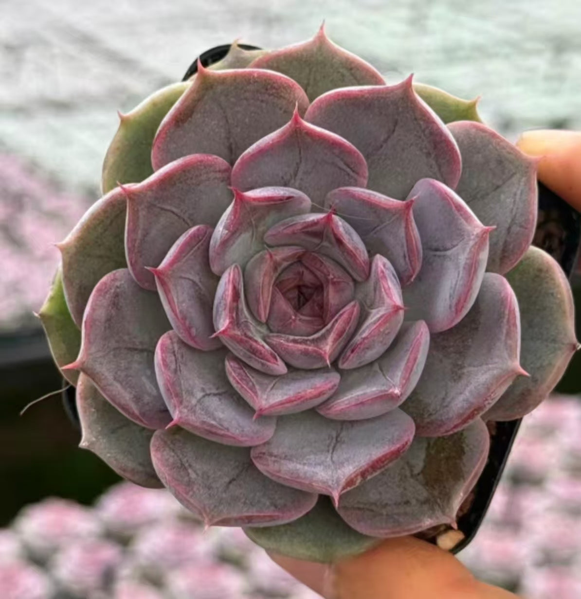 QNY148 パリ ポウエット(7cm pot)