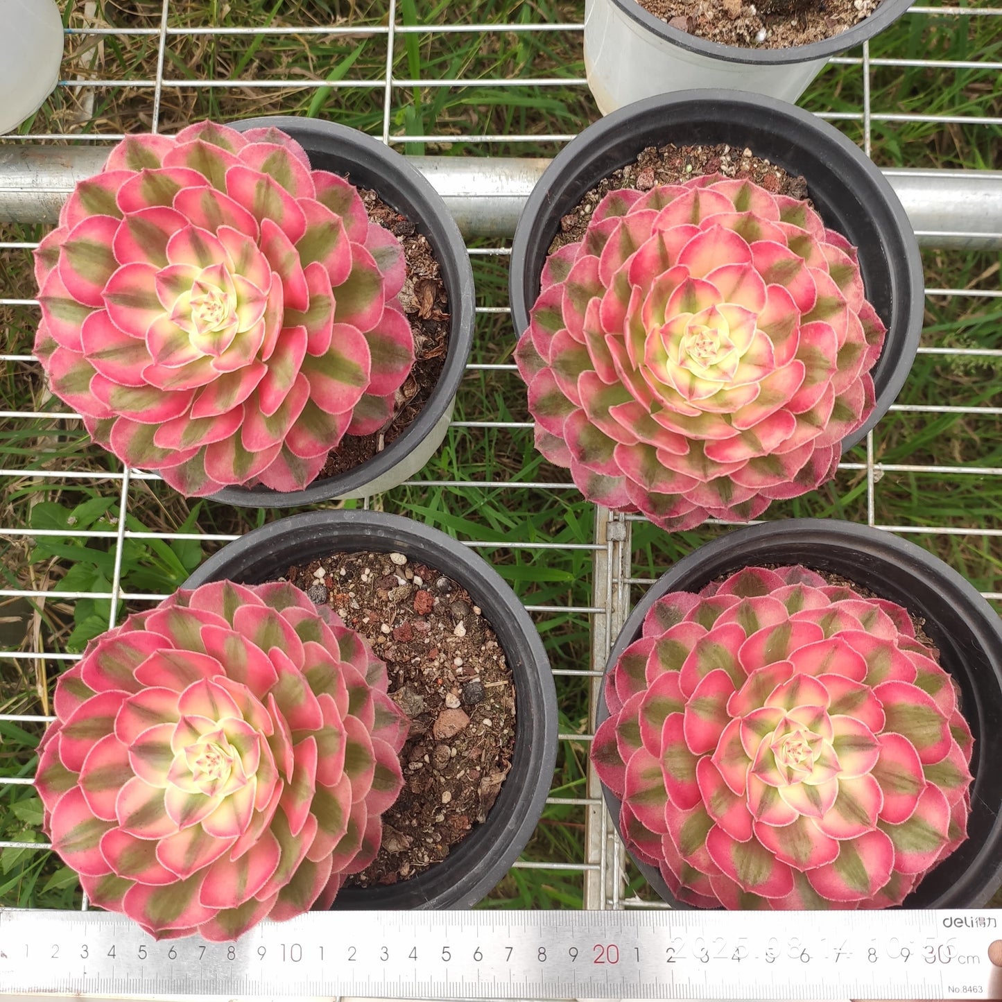 YS268 アエオニウム ライチー(17cm pot)