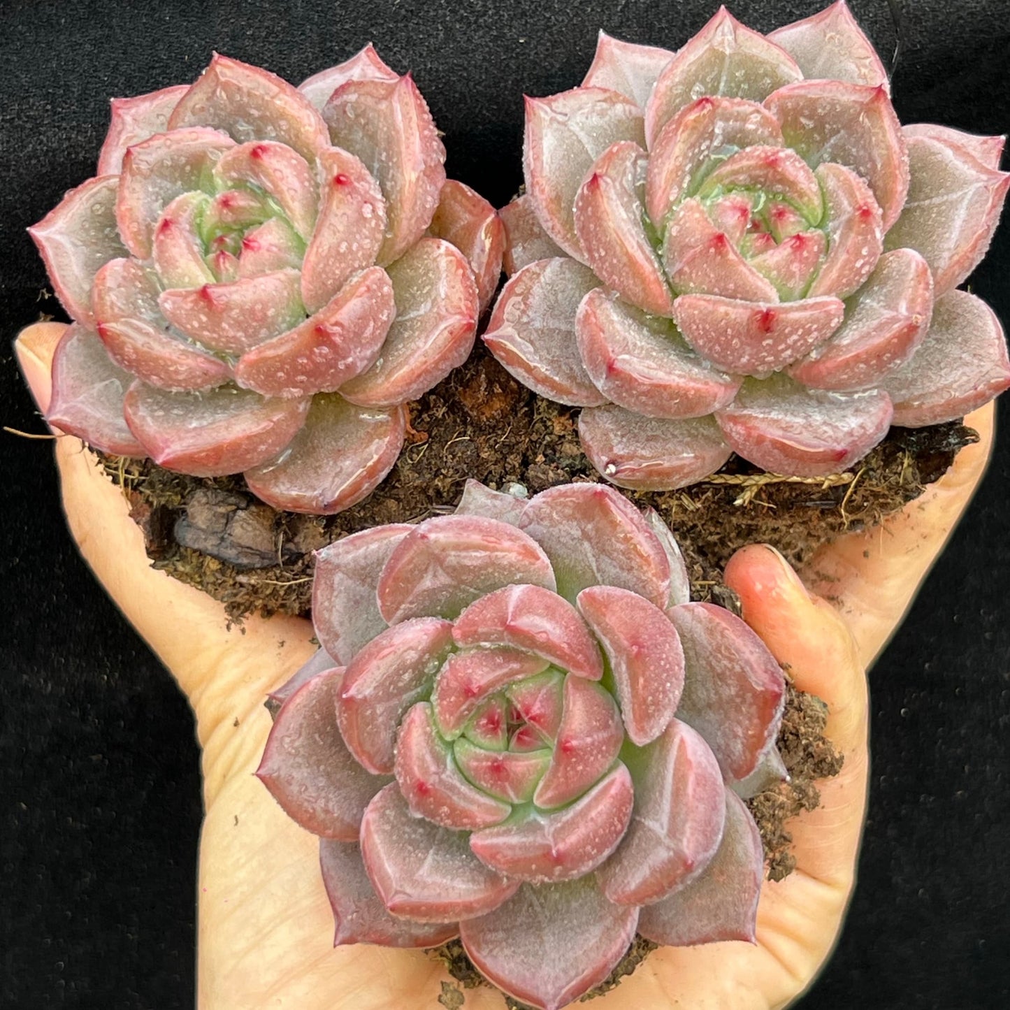 BL2009 シャンペン(7cm pot)