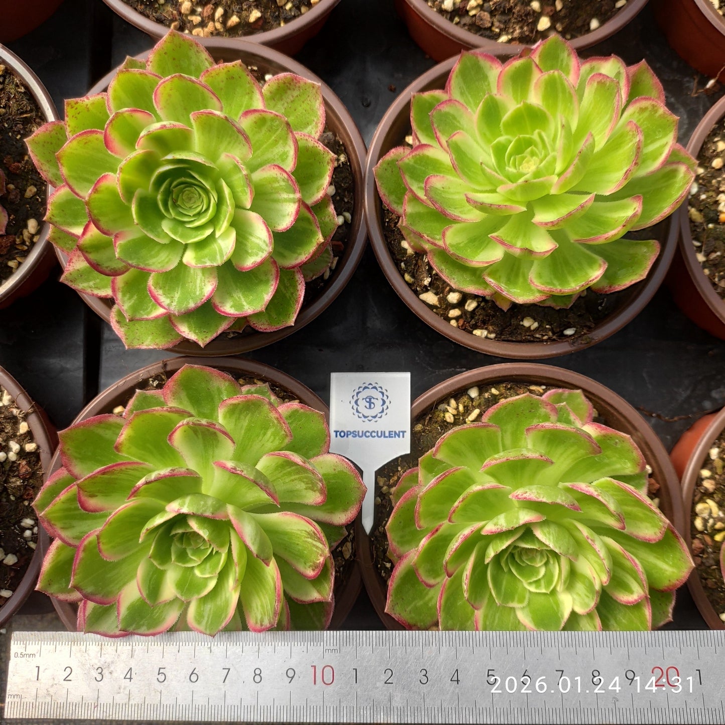 25494 アータスコープ