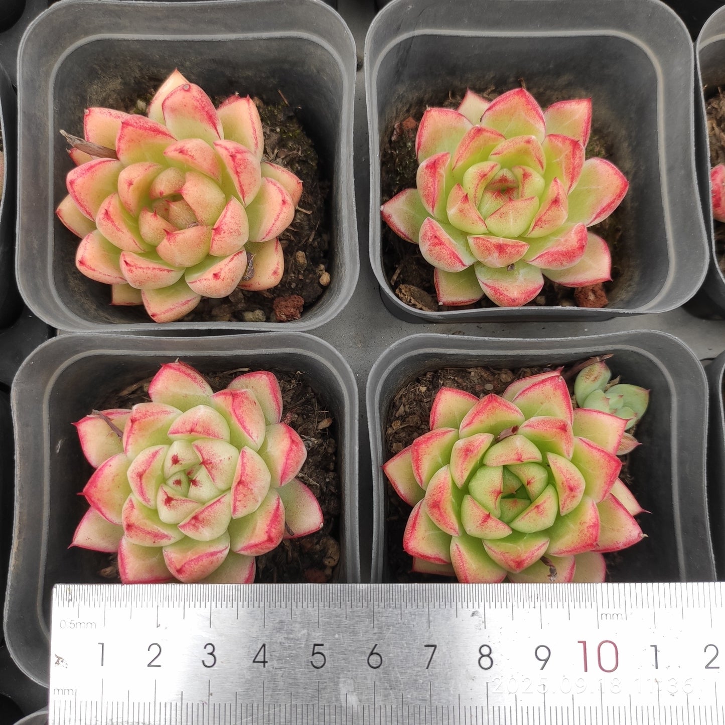 LMM344 ドリームクイーン (6.5cm pot)