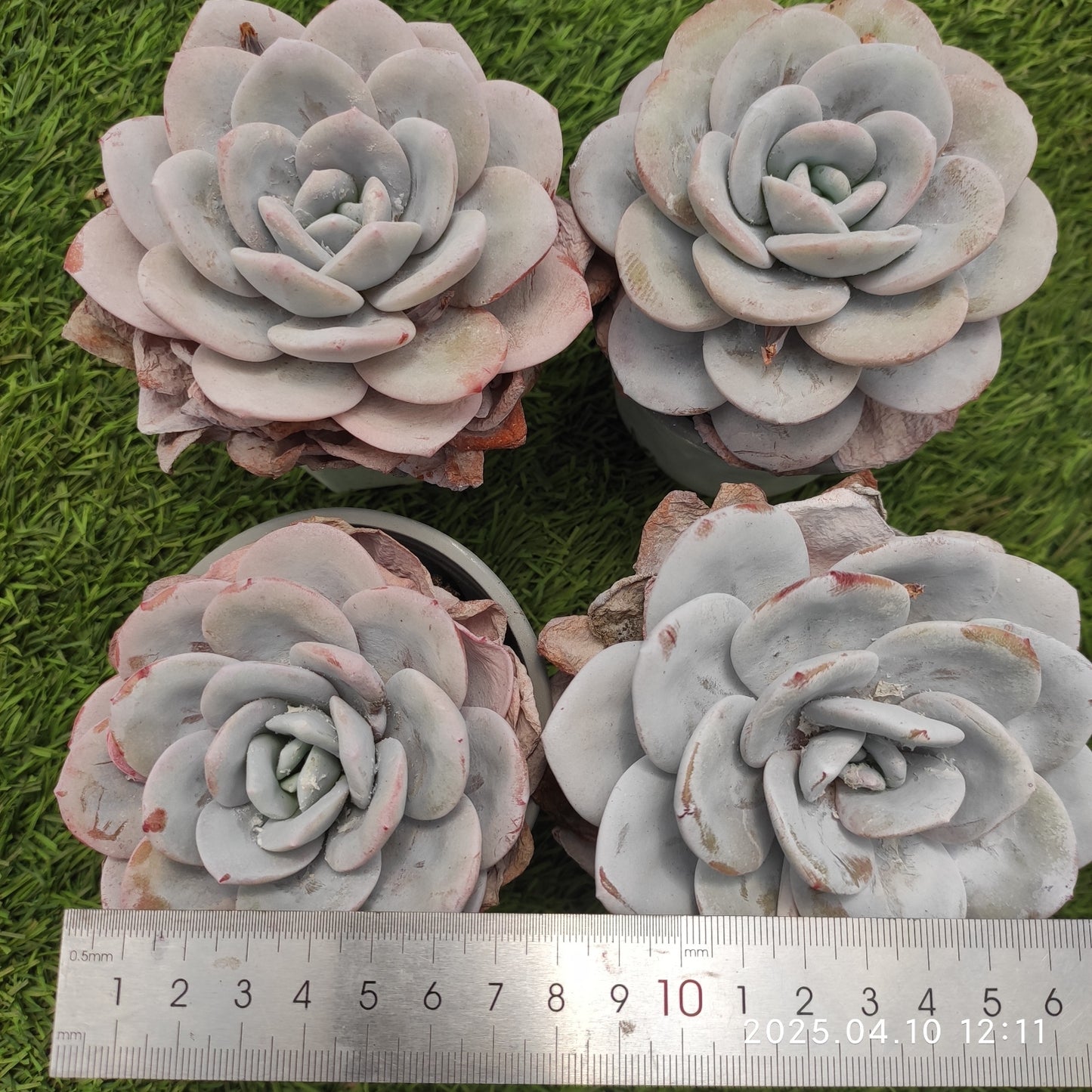 NGN099 ラウィ(9cm pot)