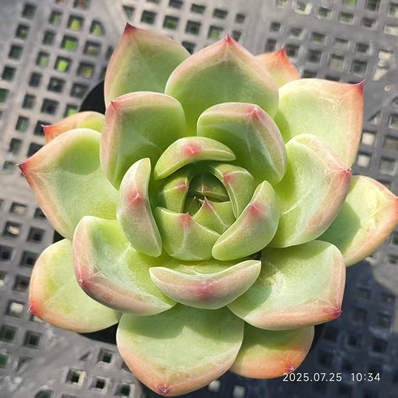 GR340 ブルードラゴン Hyb(6.5cm pot)