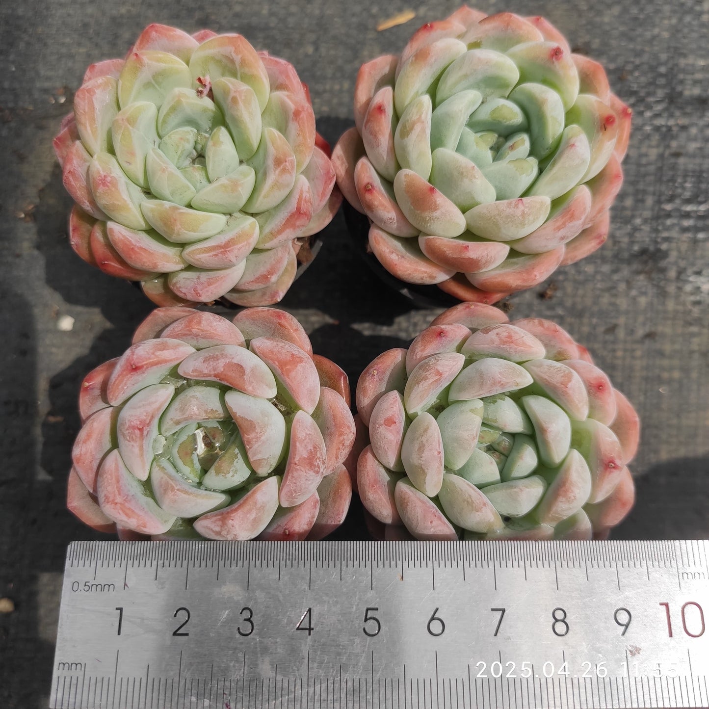 MMT533 スィックモンロー(5.5cm pot)