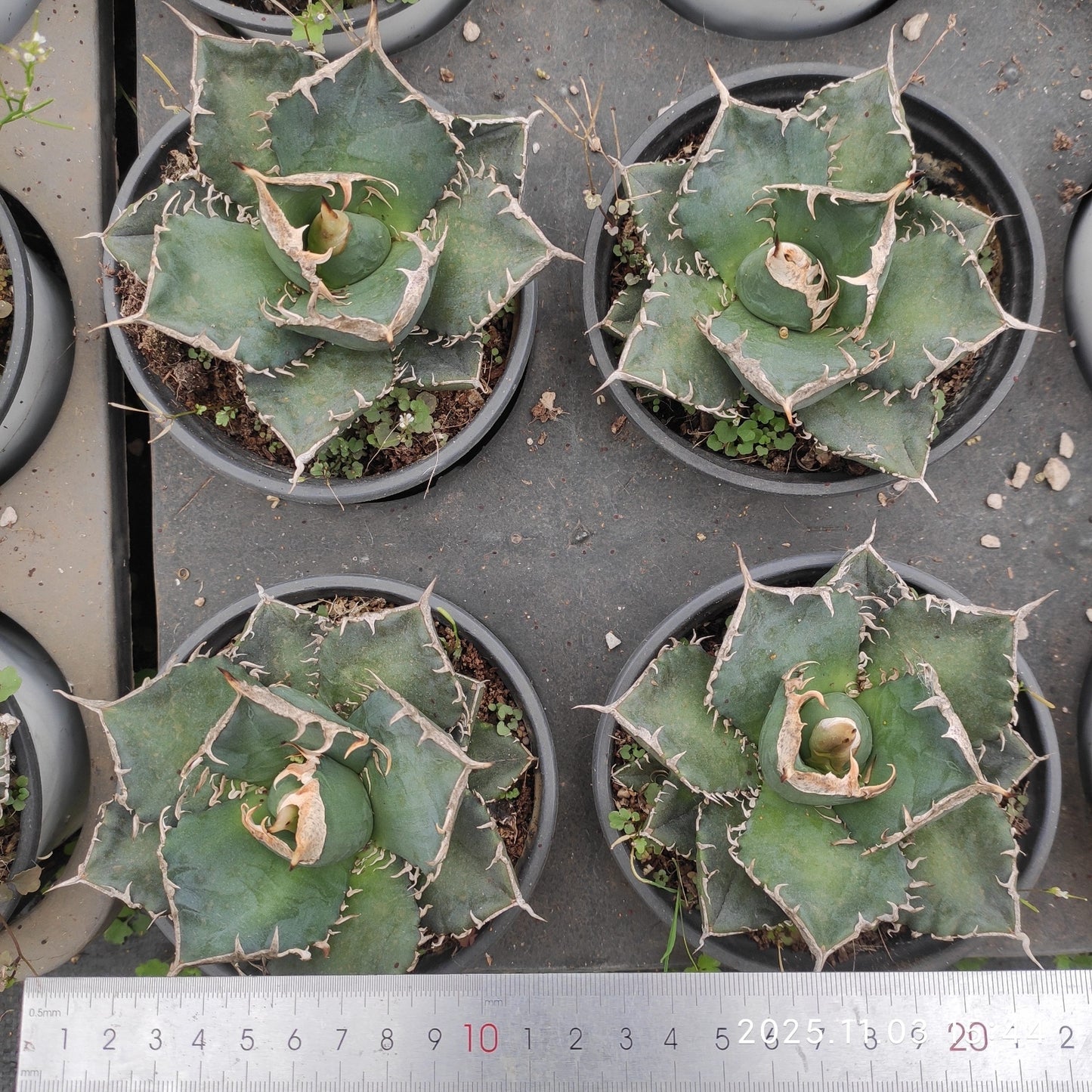 21322 チタノタ ウィアウルフ(12cm pot)