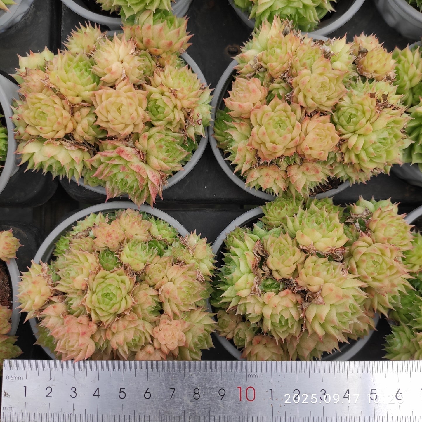 NGN688 ワイト ソーダー x マルギャン(9cm pot)