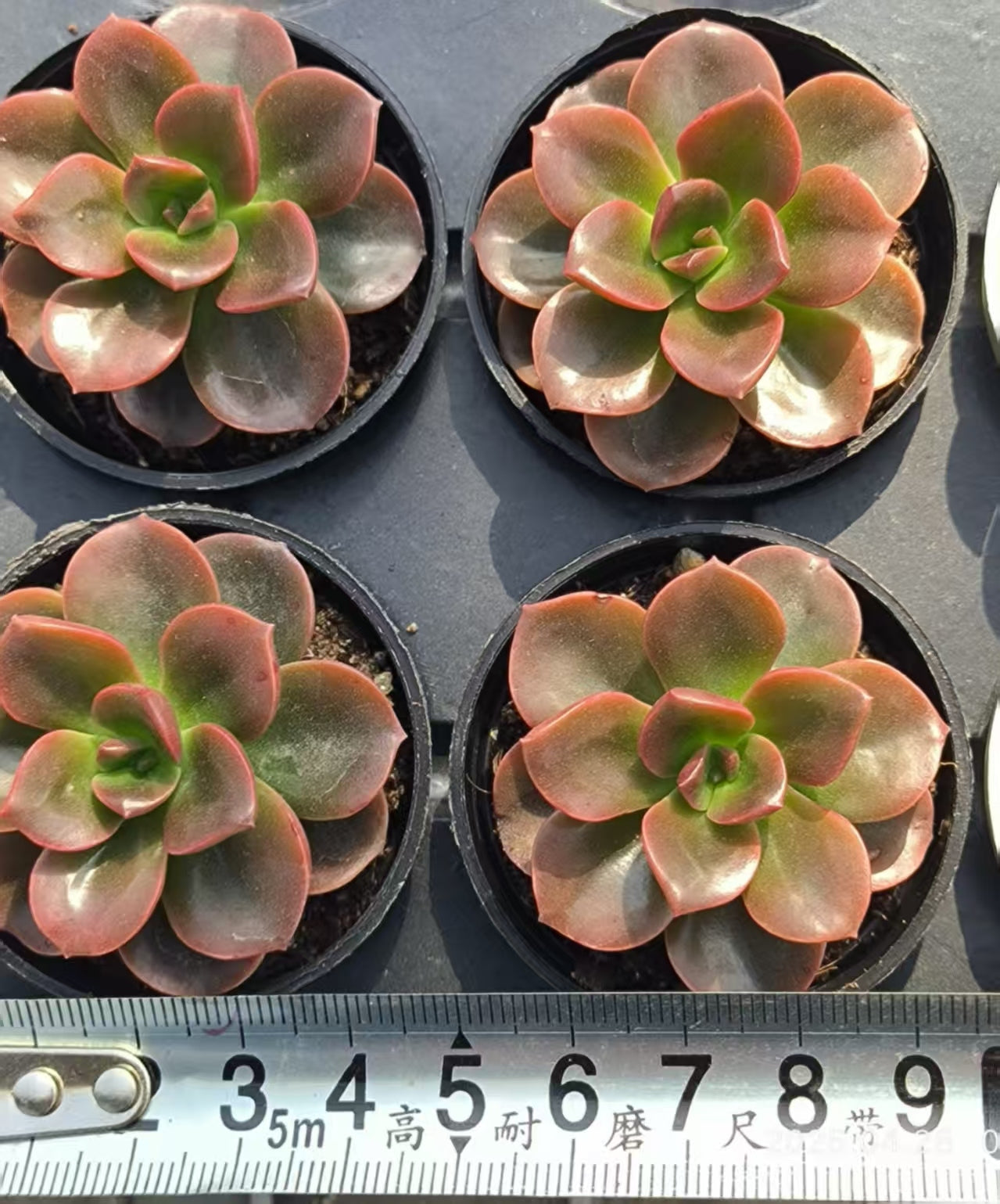 JC134 チョコレート(50cm pot)