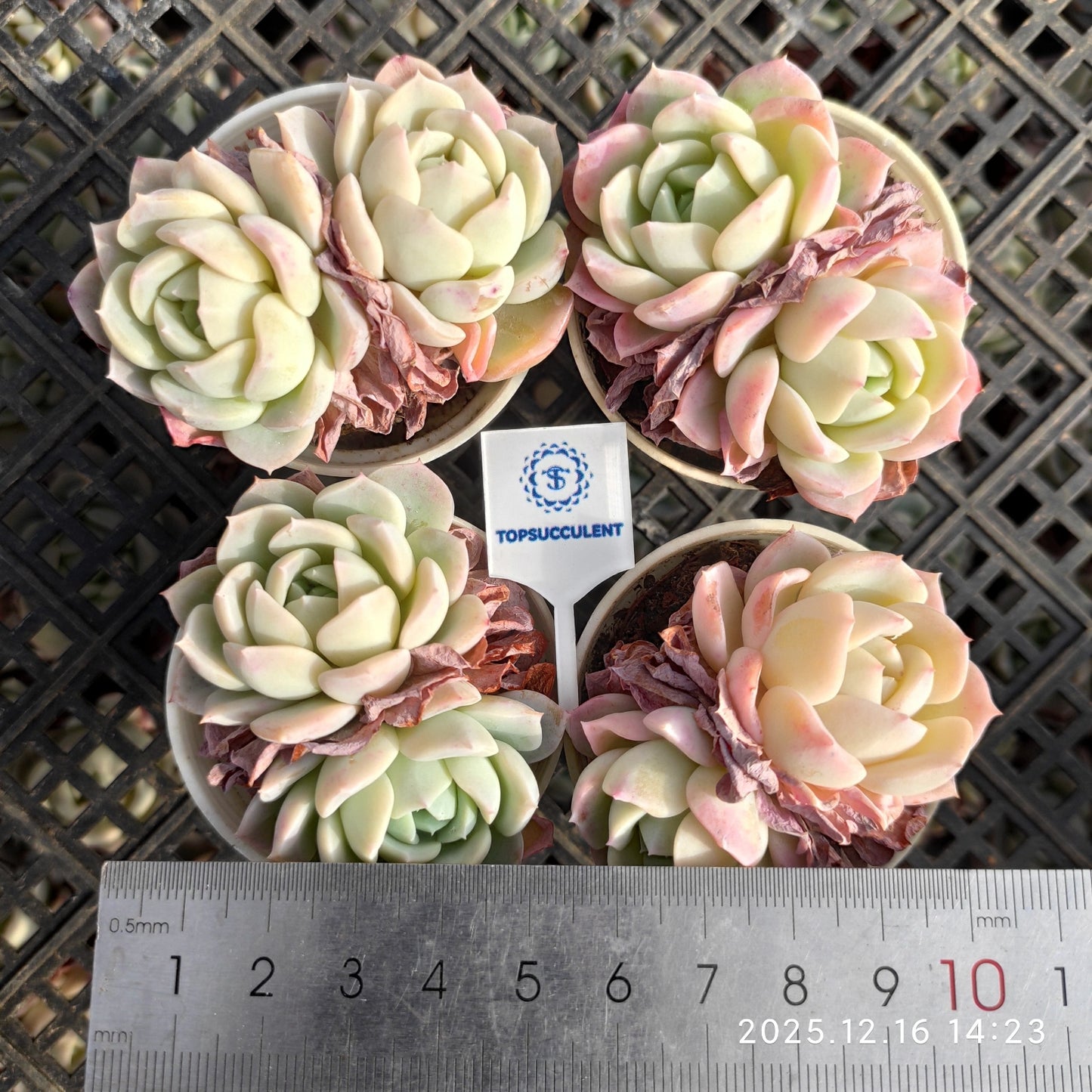 23536 ピンク フレーグランス(7cm pot)