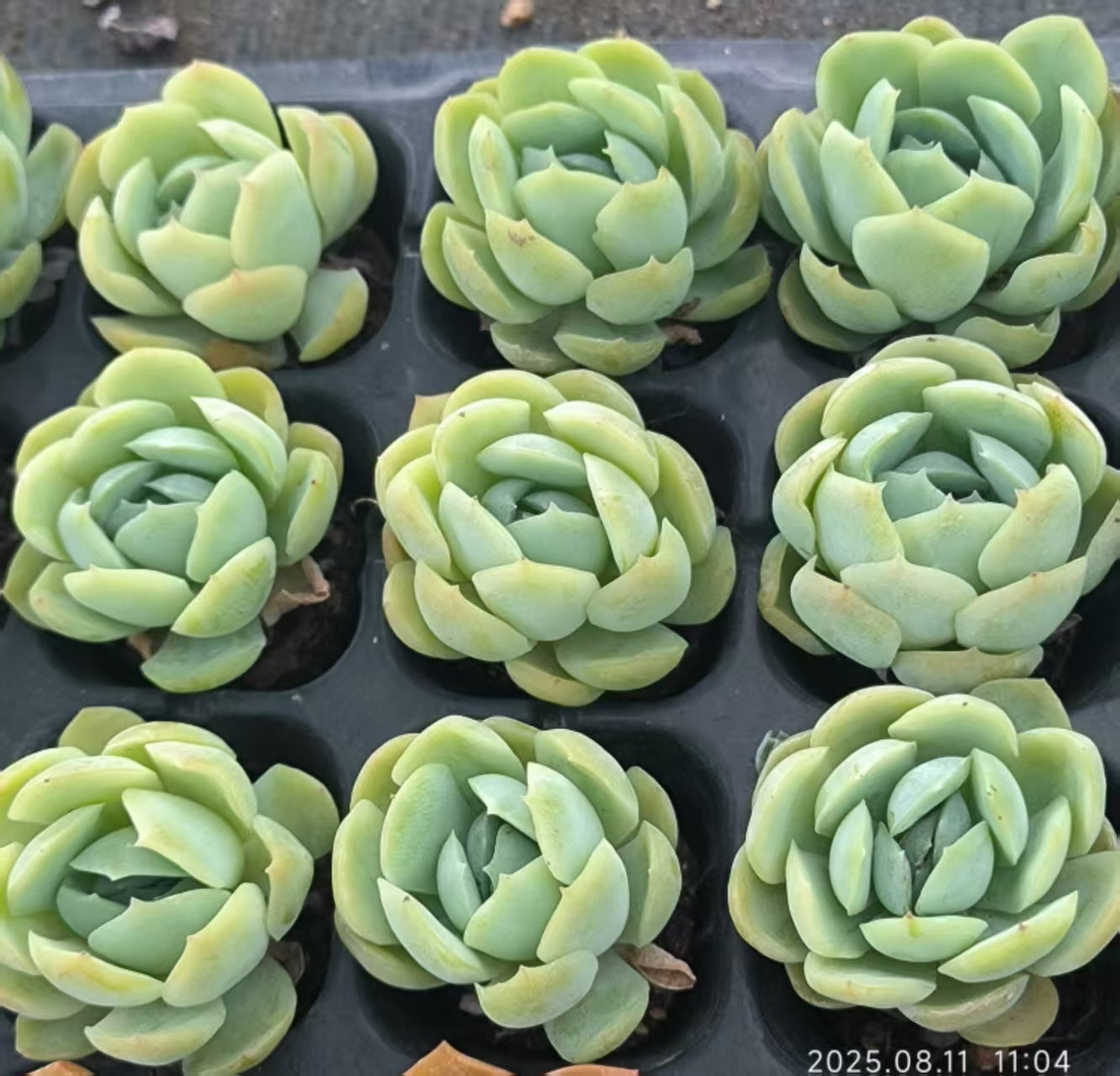 JC122 ベリー (3cm pot)