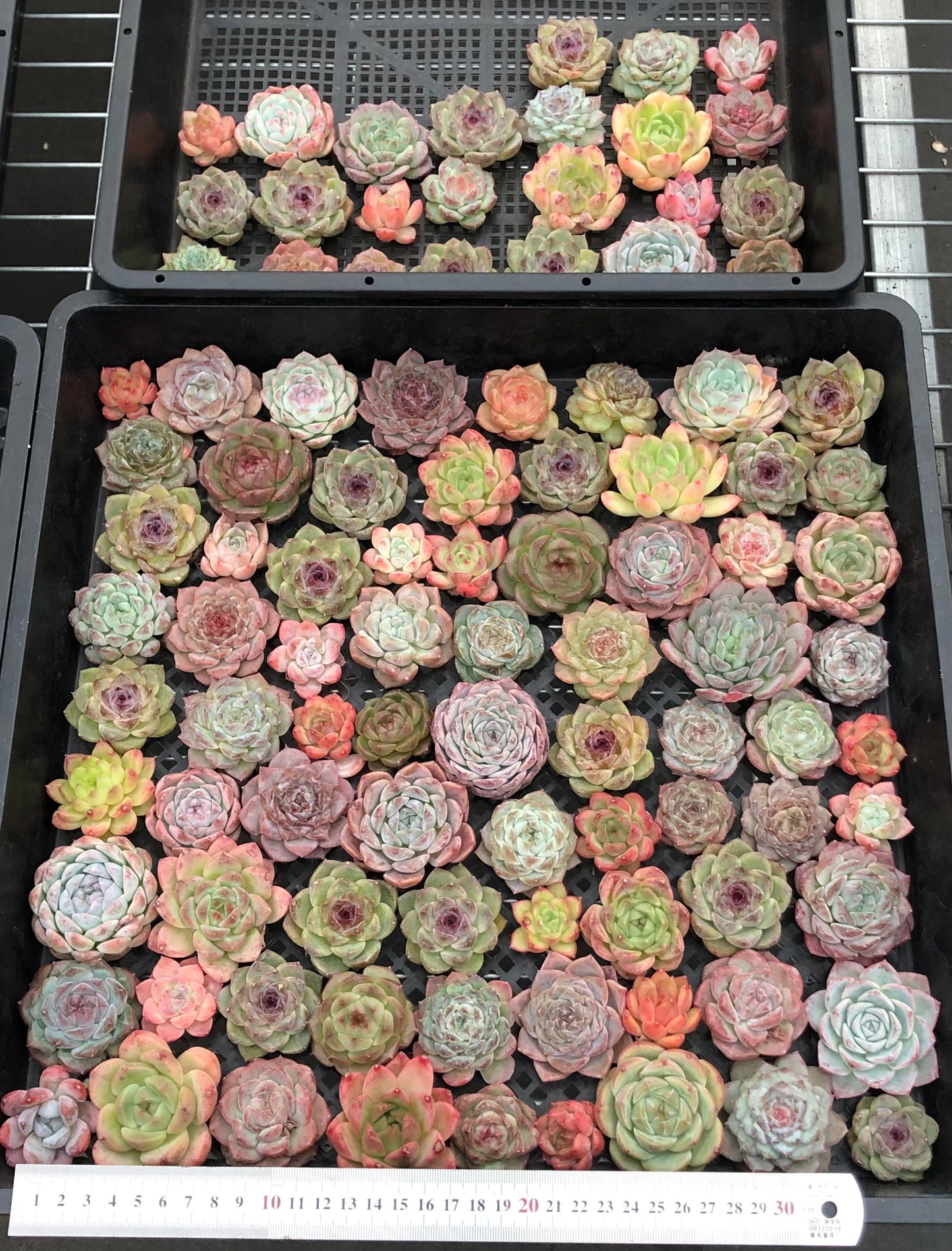 20076 ミックス苗100株(4cm pot)13