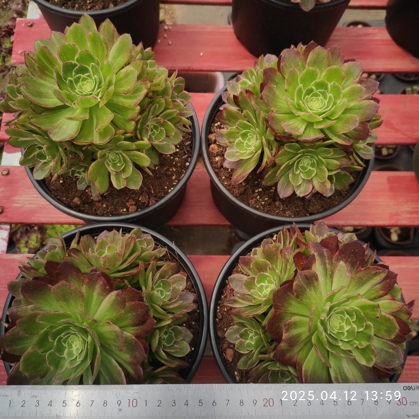 YF431 カロフル ランターンズ(500cm pot)