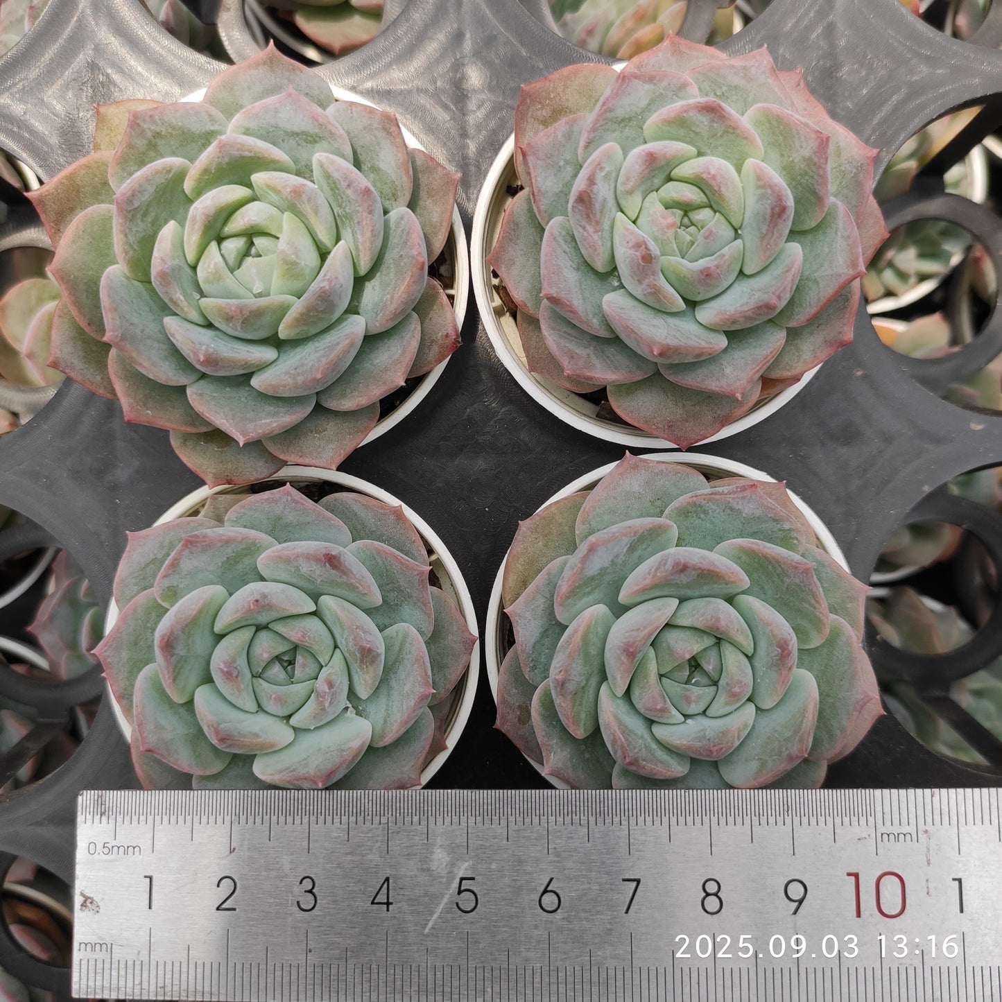 ZZA370 フロスティング(5.5cm pot)