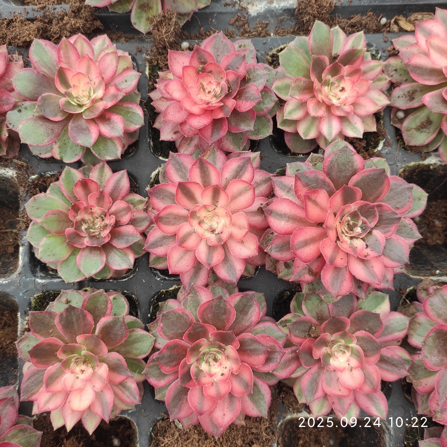ON629 ブラック デビル(7cm pot)