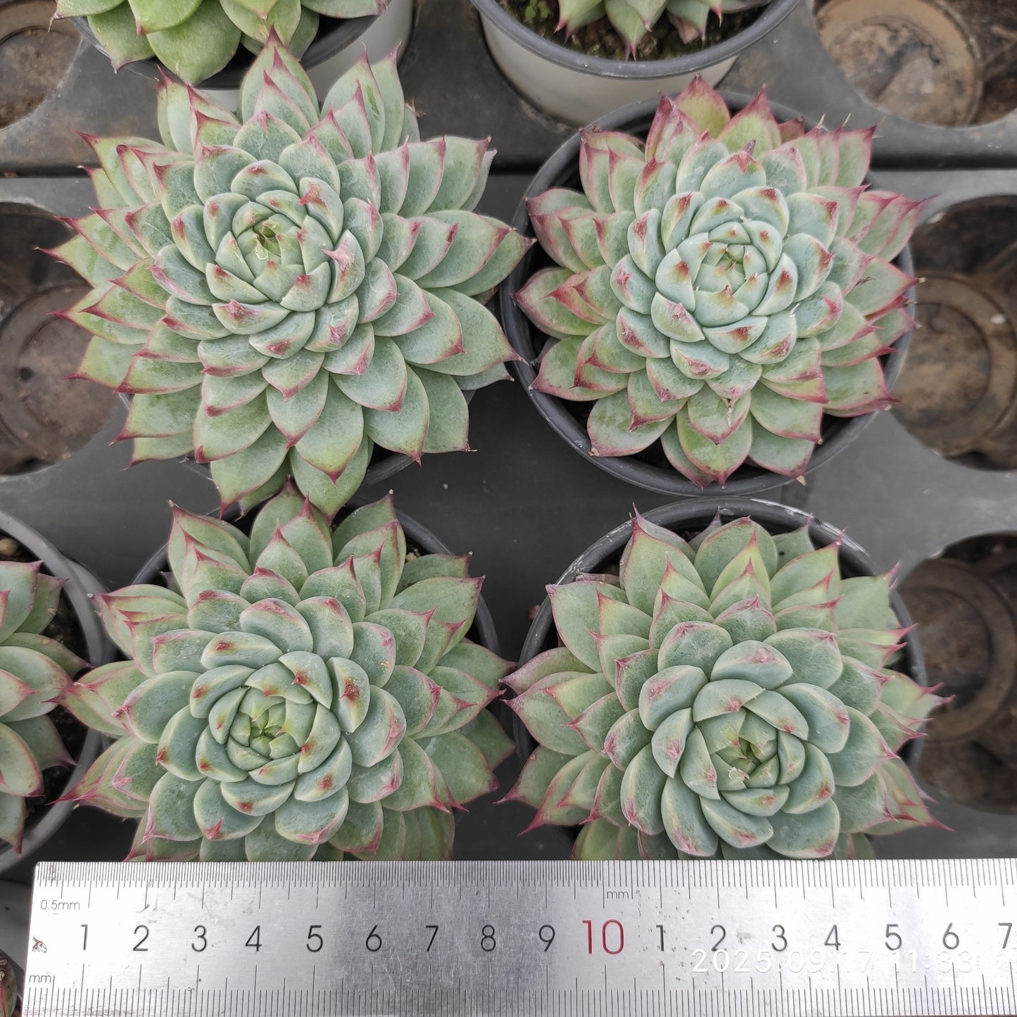 NGN299 キャドベリー (9cm pot)