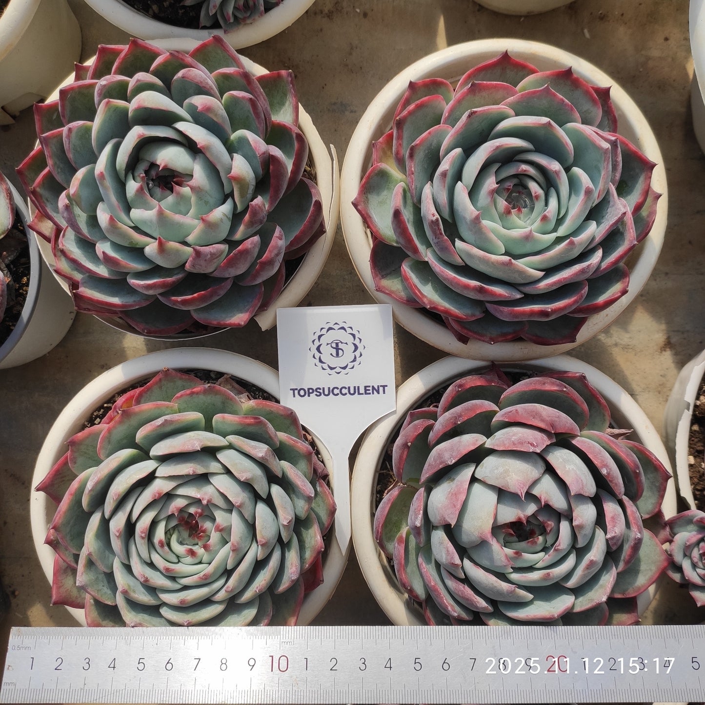 21064 カシオ(15cm pot)