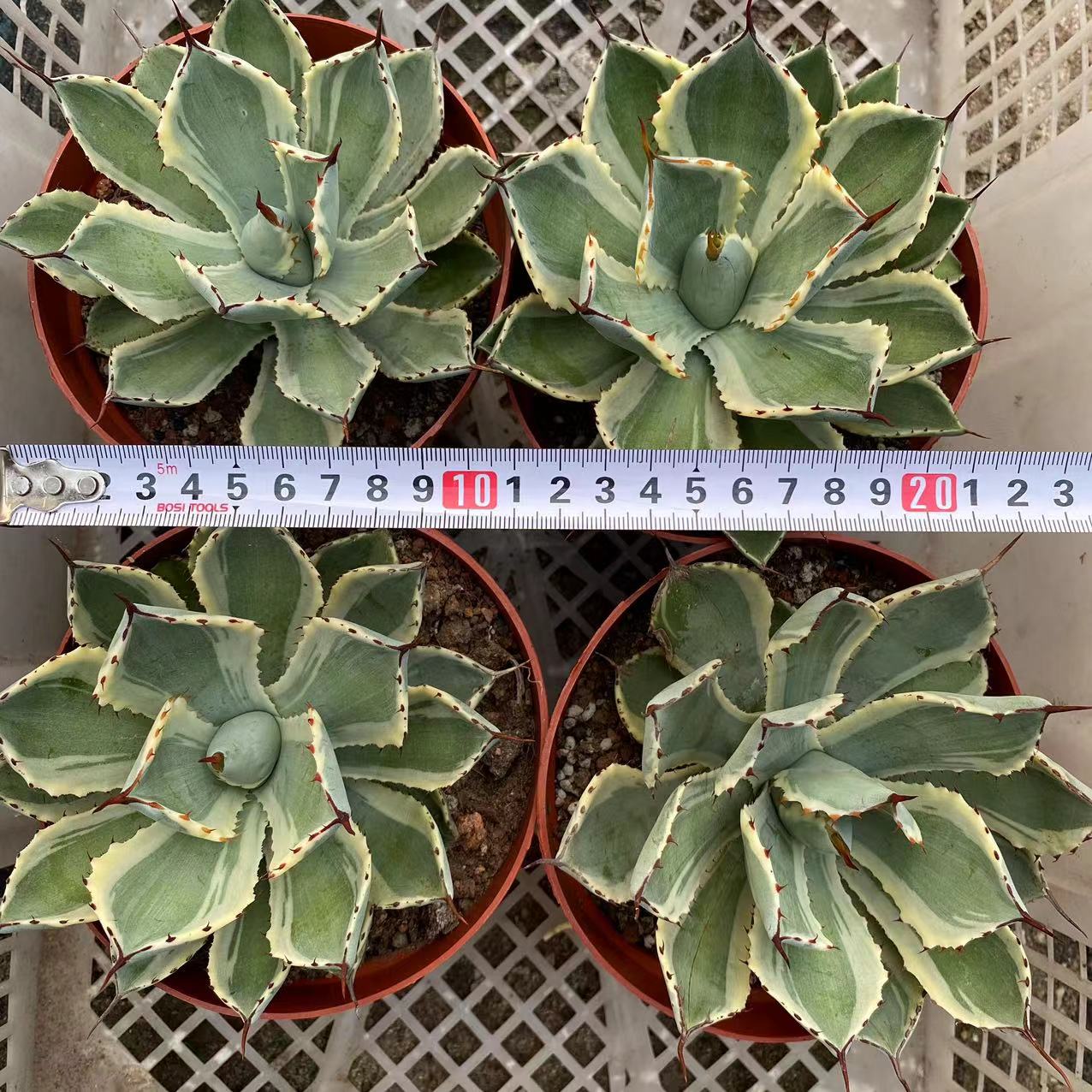 LJHH022 アガベ・ポタトルム ‘吉祥冠’ 中斑(12cm pot)