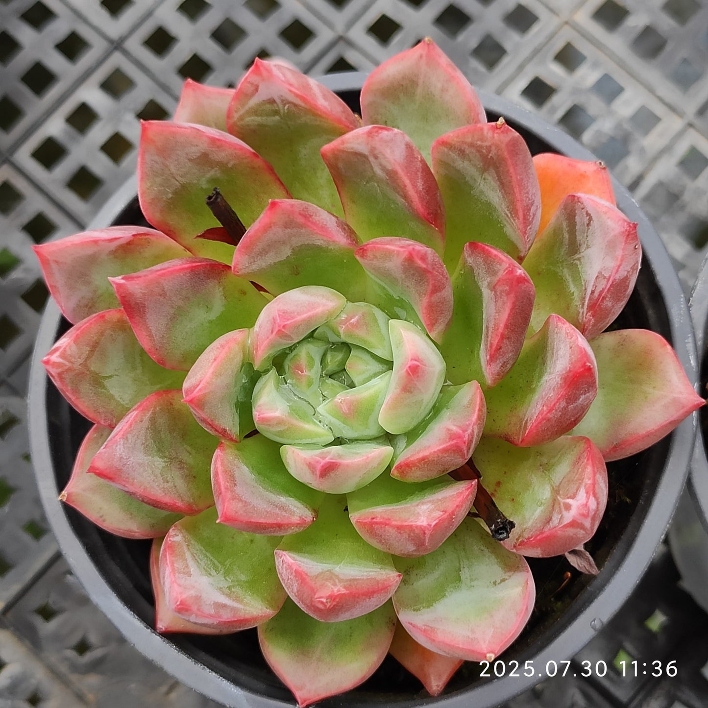 QN355 エッコー(9cm pot)