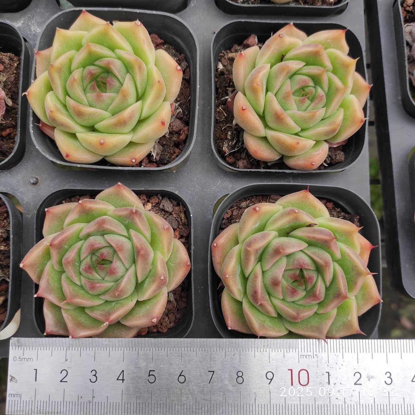 NGN388 パープル スモーク (6.5cm pot)