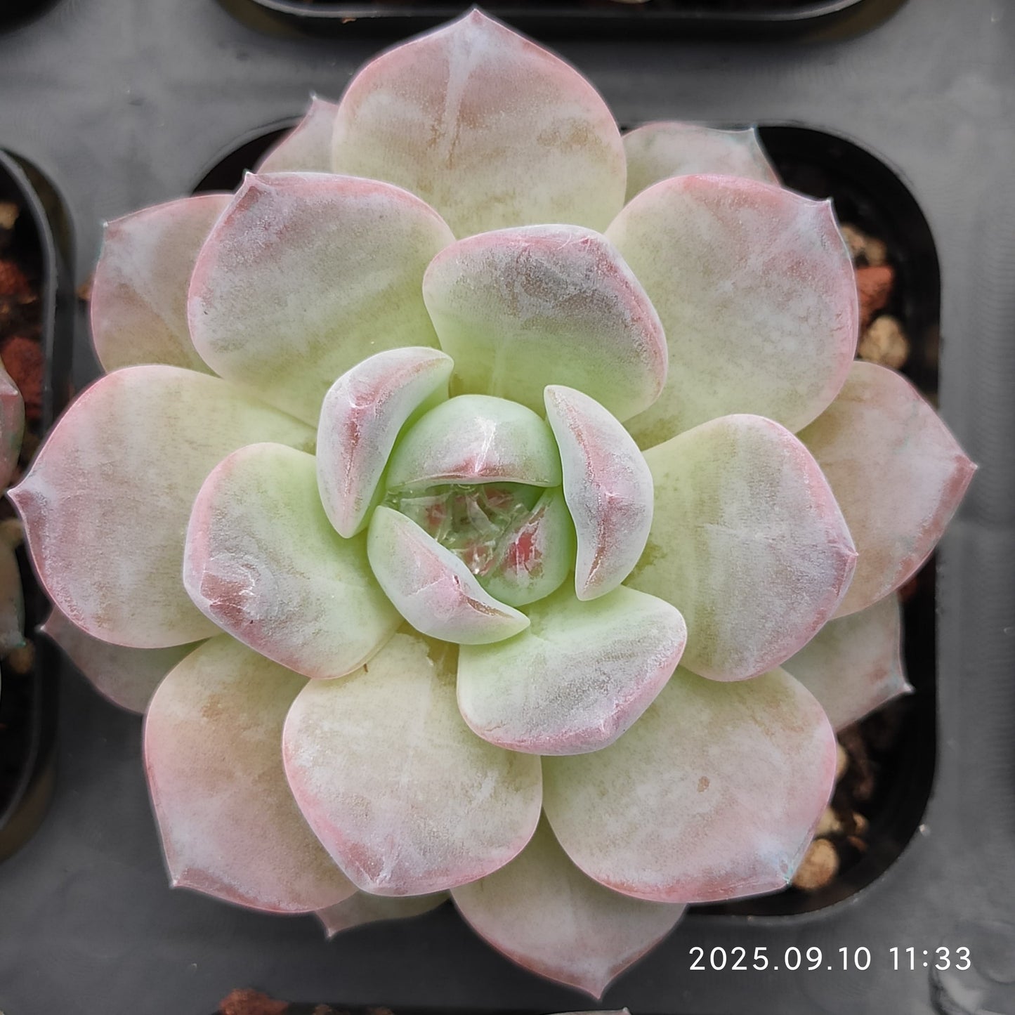HG033 マルギャンHyb(7cm pot)
