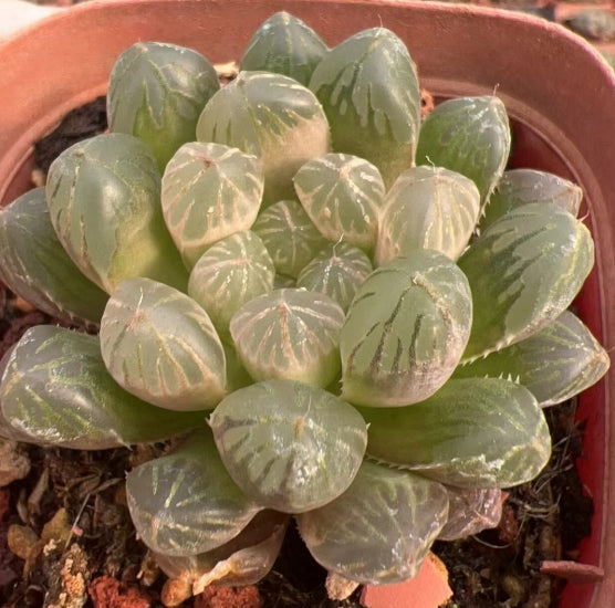 CS138 ゴスト (7cm pot)