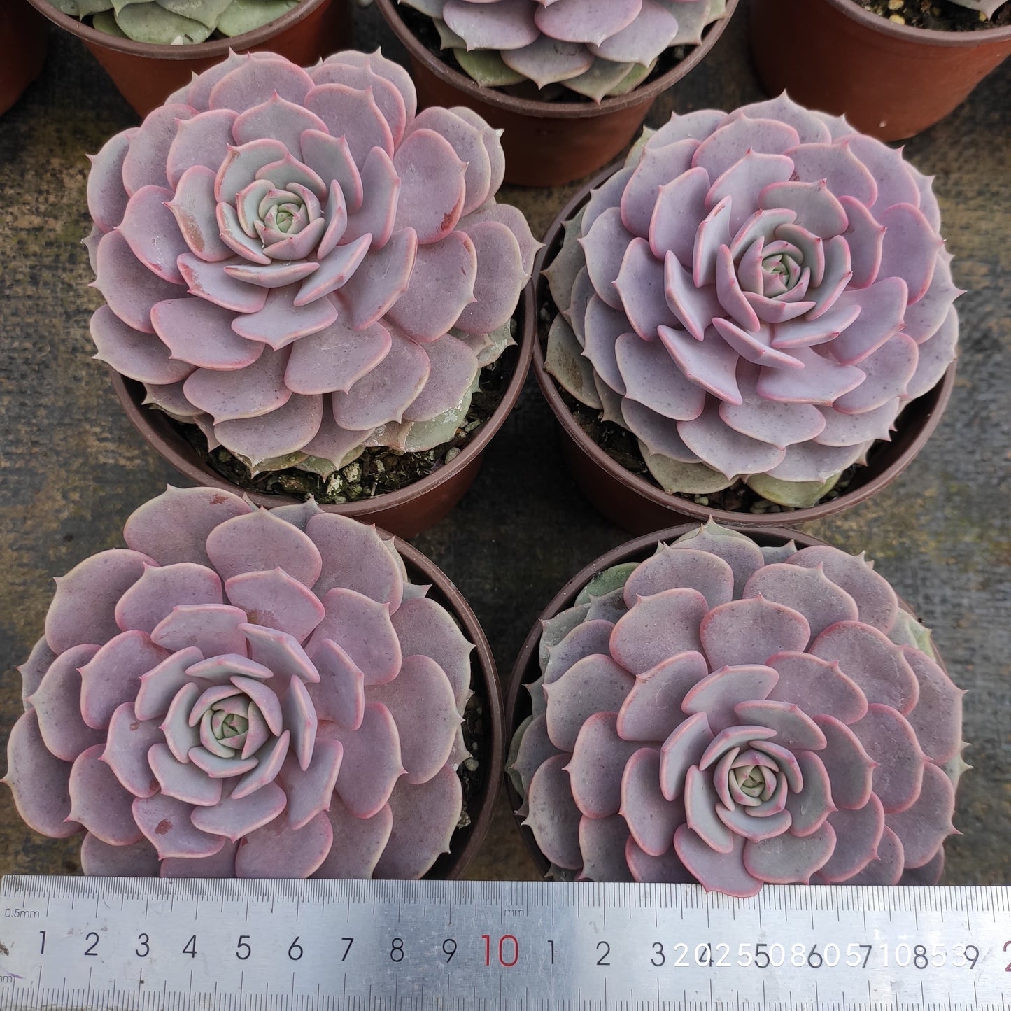 GDX010 ピンクバタフライ(11cm pot)
