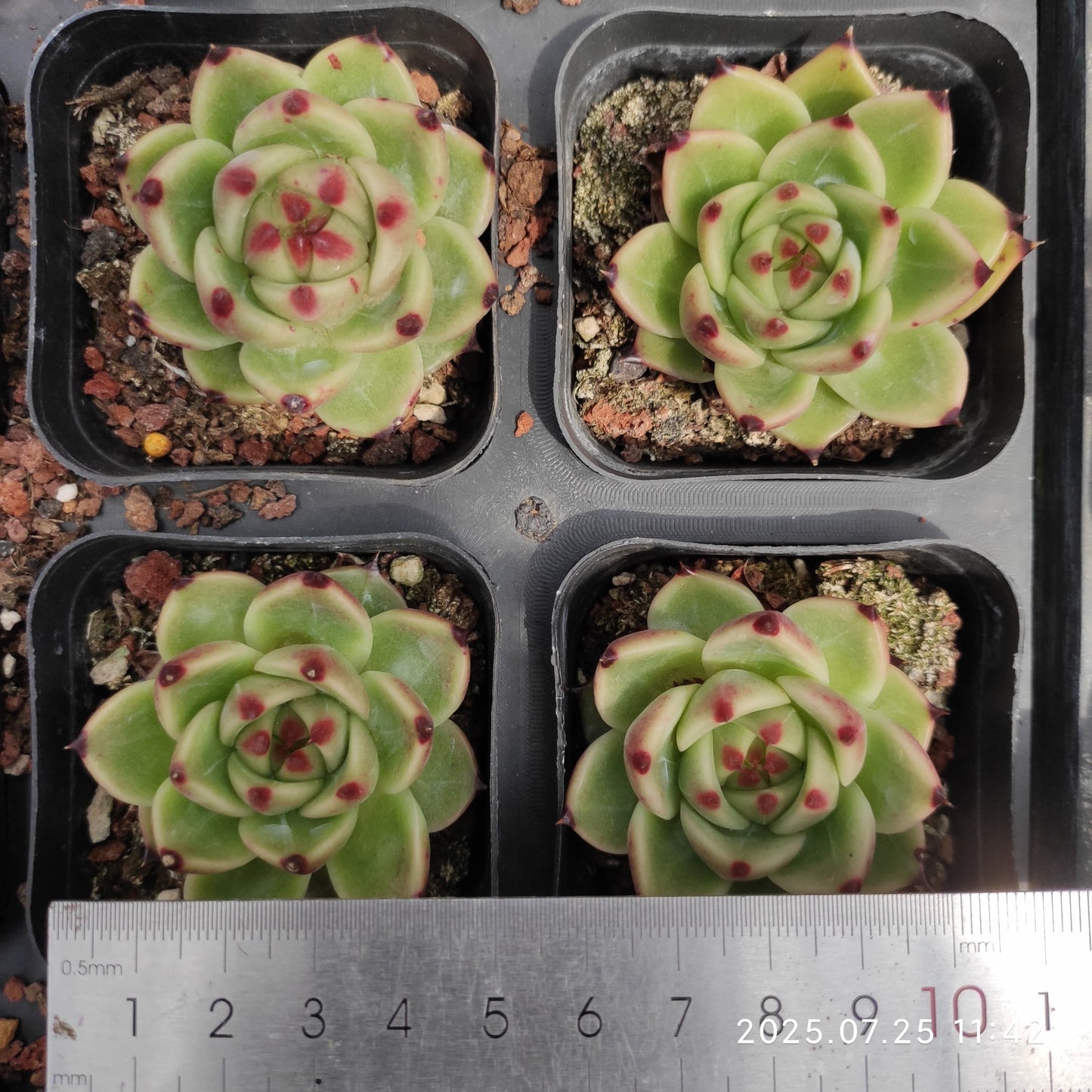 NGN195 ブルーアイズHyb(6.5cm pot)