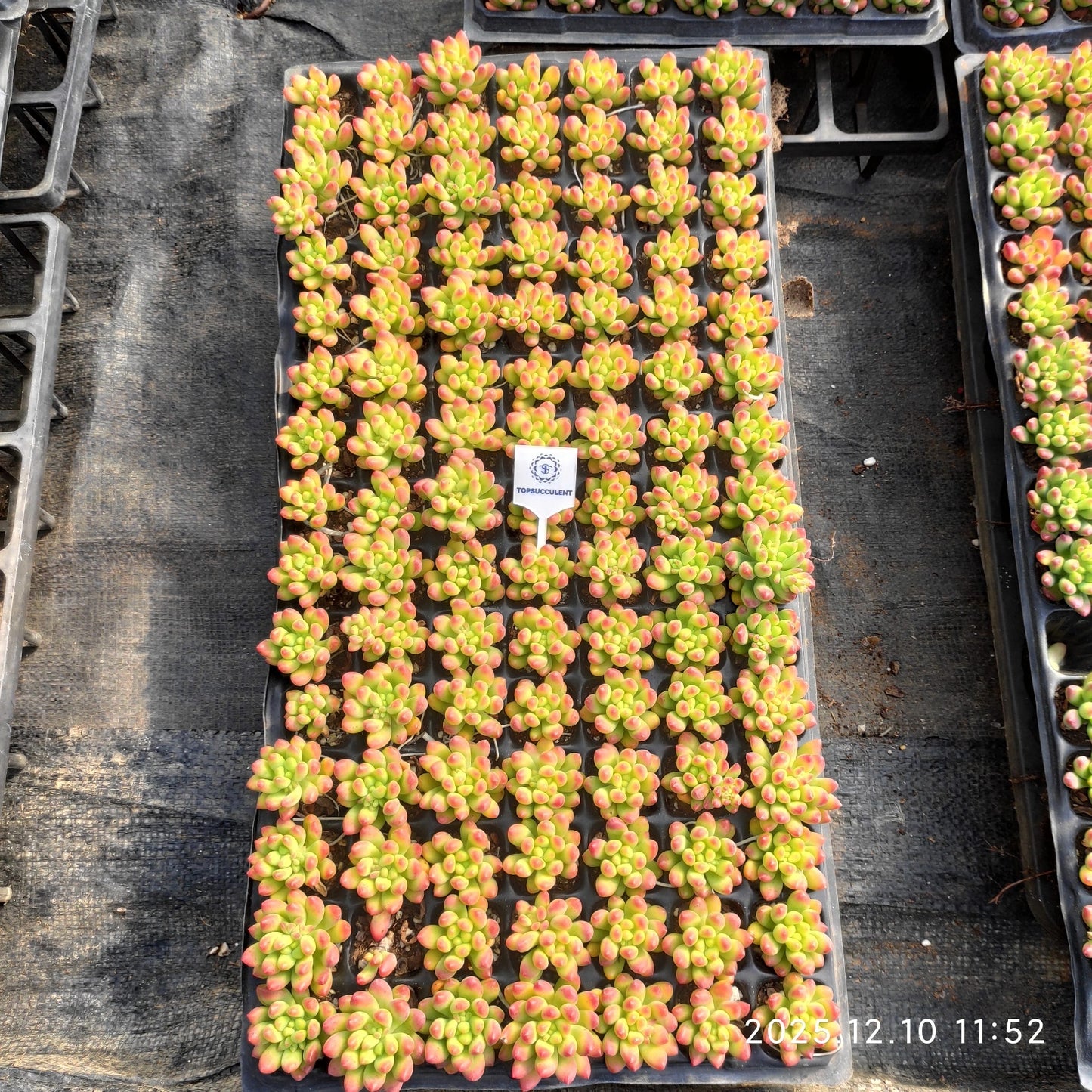 23360 アリス エブンズ