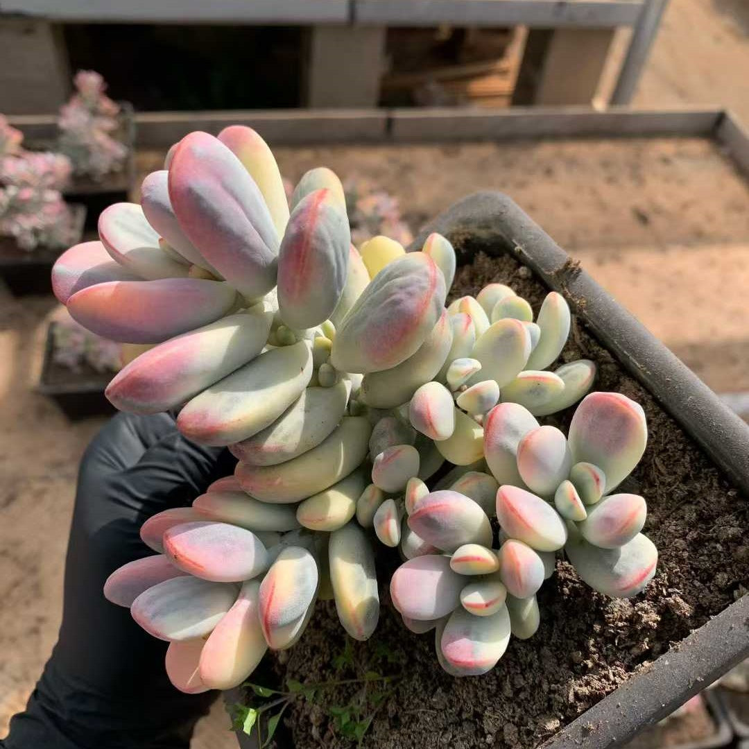 26205 オルビキュラータ錦