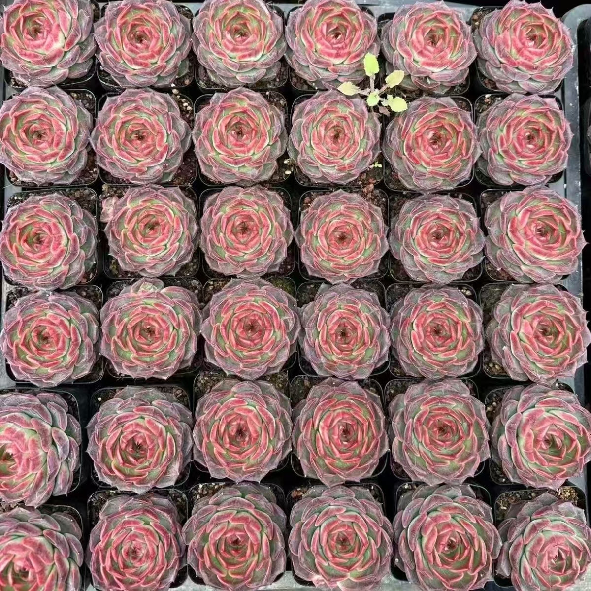 21508 モカー(7cm pot)