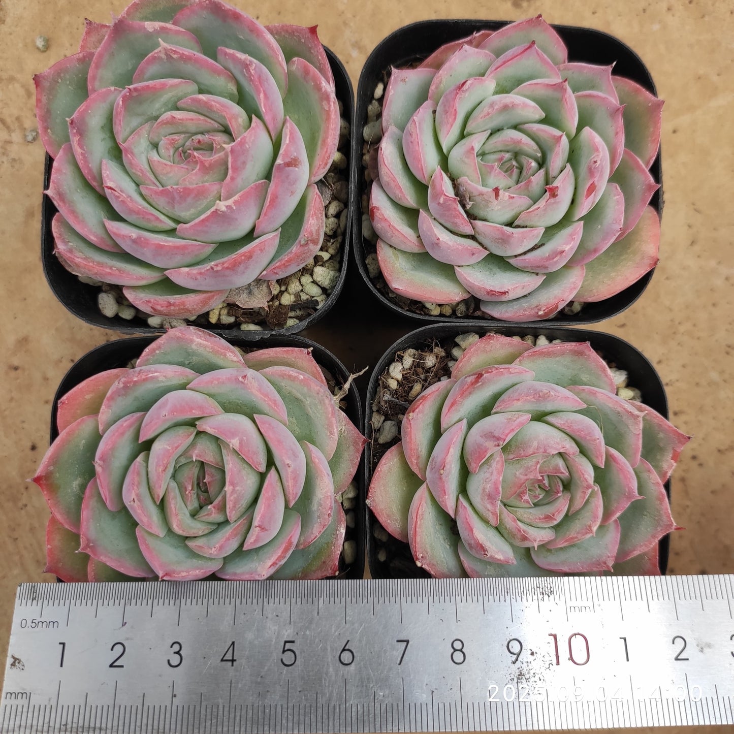 MMY1108 シルエット(6.3cm pot)