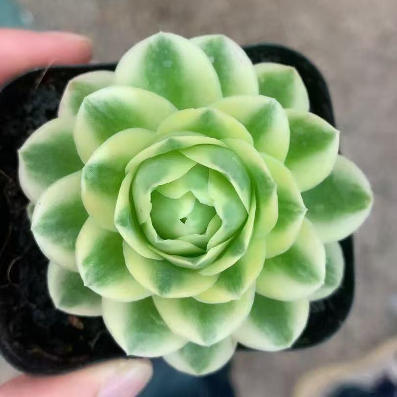 24951 グリーノビア錦