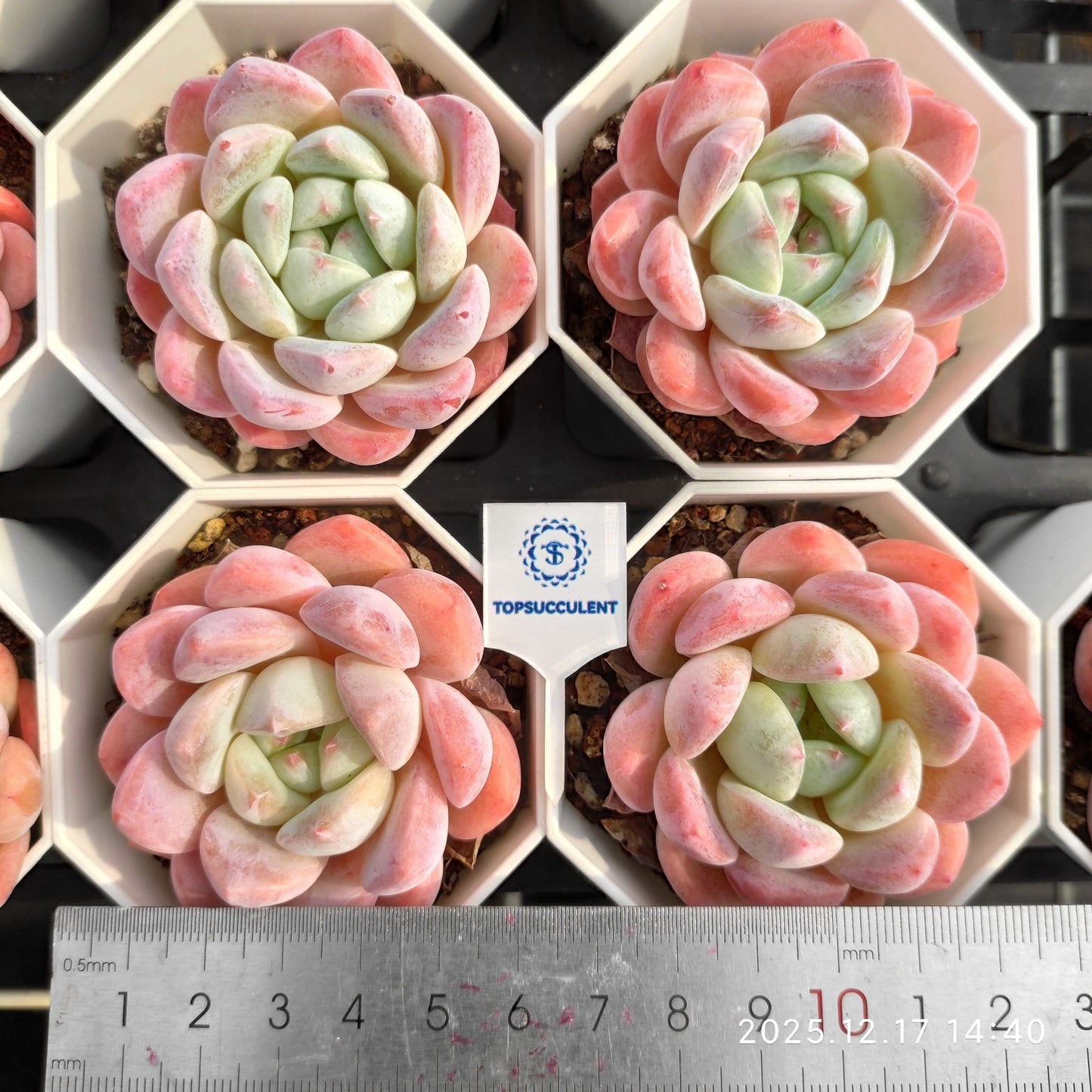 14238 アイスドリーム