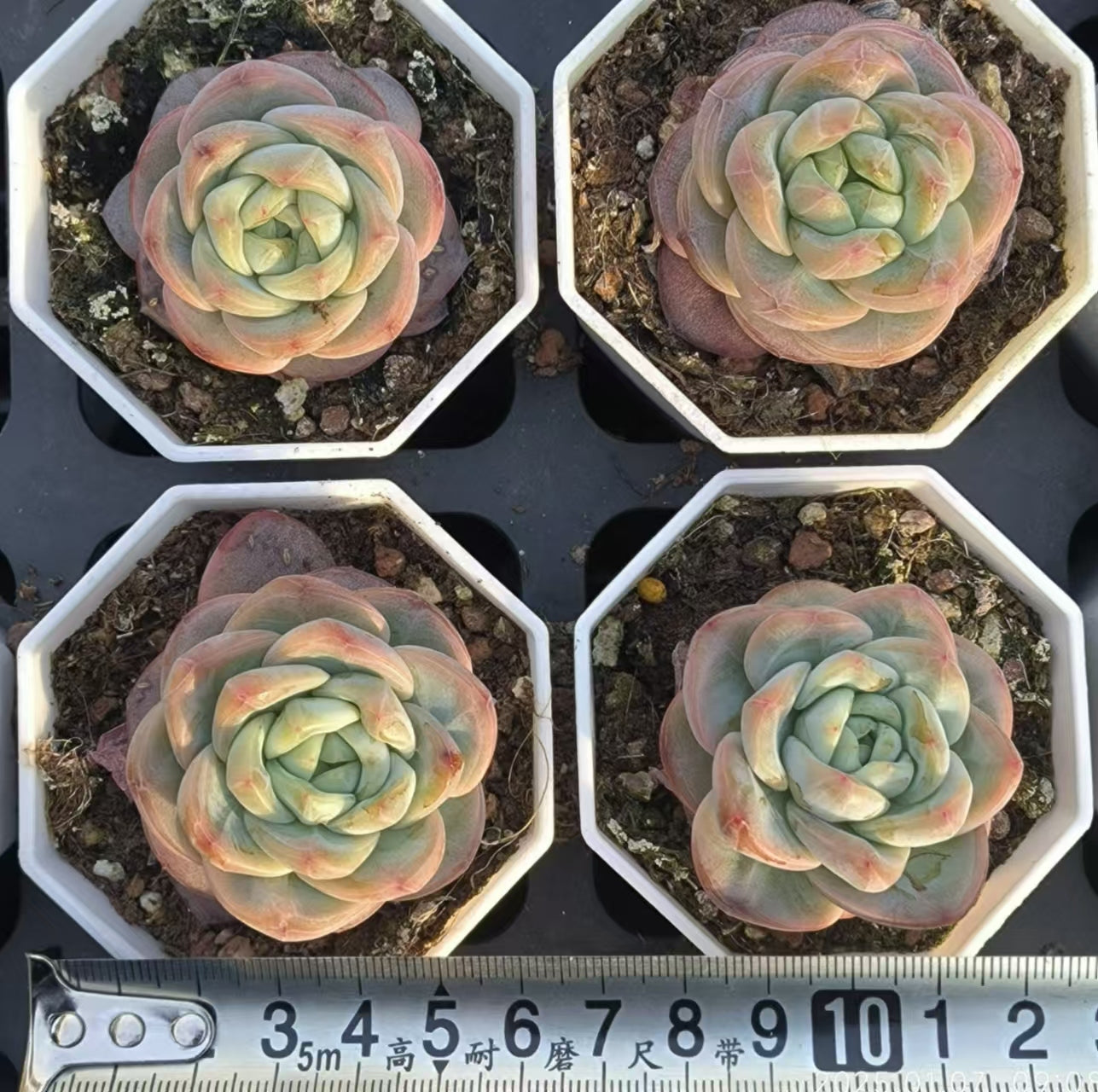 DDX128 スター ジェニー x アイスグリーン(6.5cm pot)