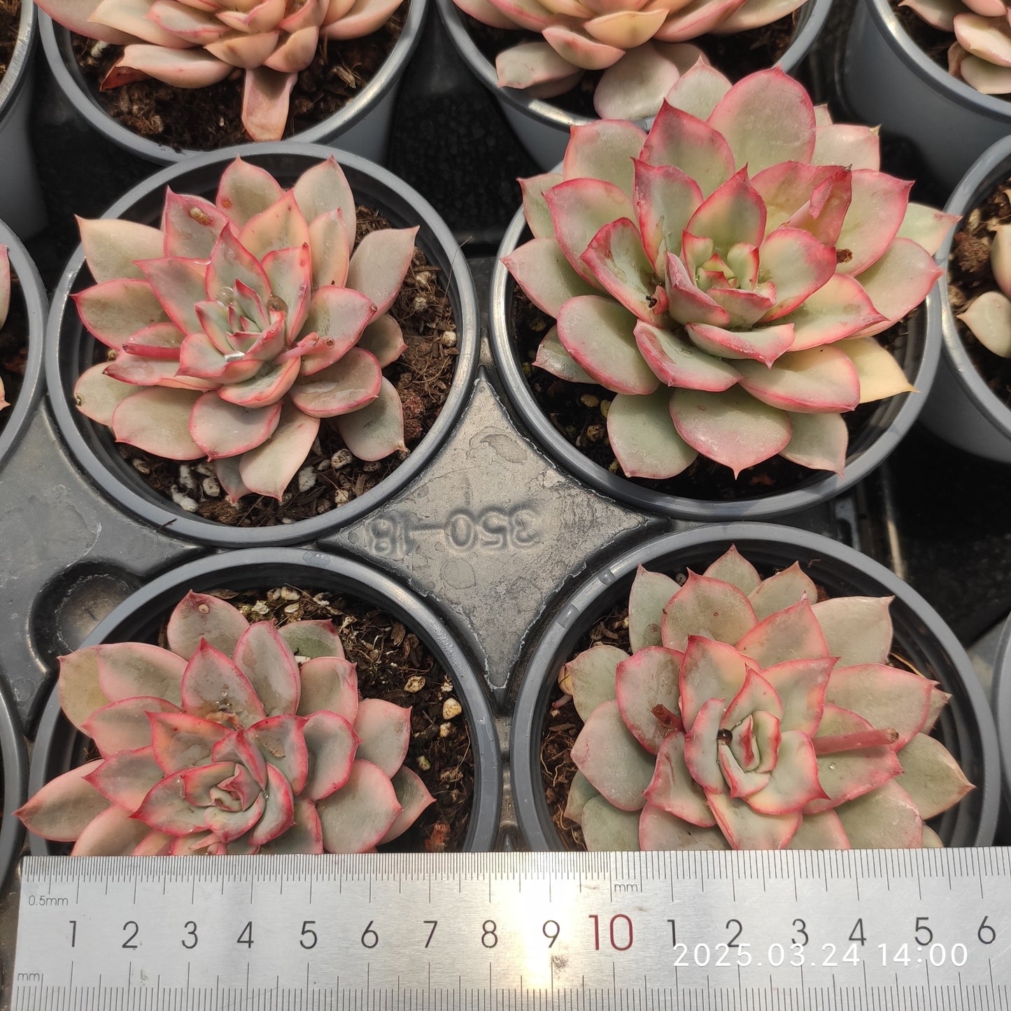 MMY1032 エスター錦 (9cm pot)