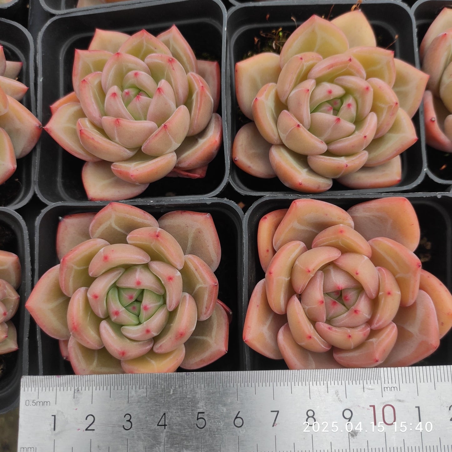 QN827 シャンペン(50cm pot)