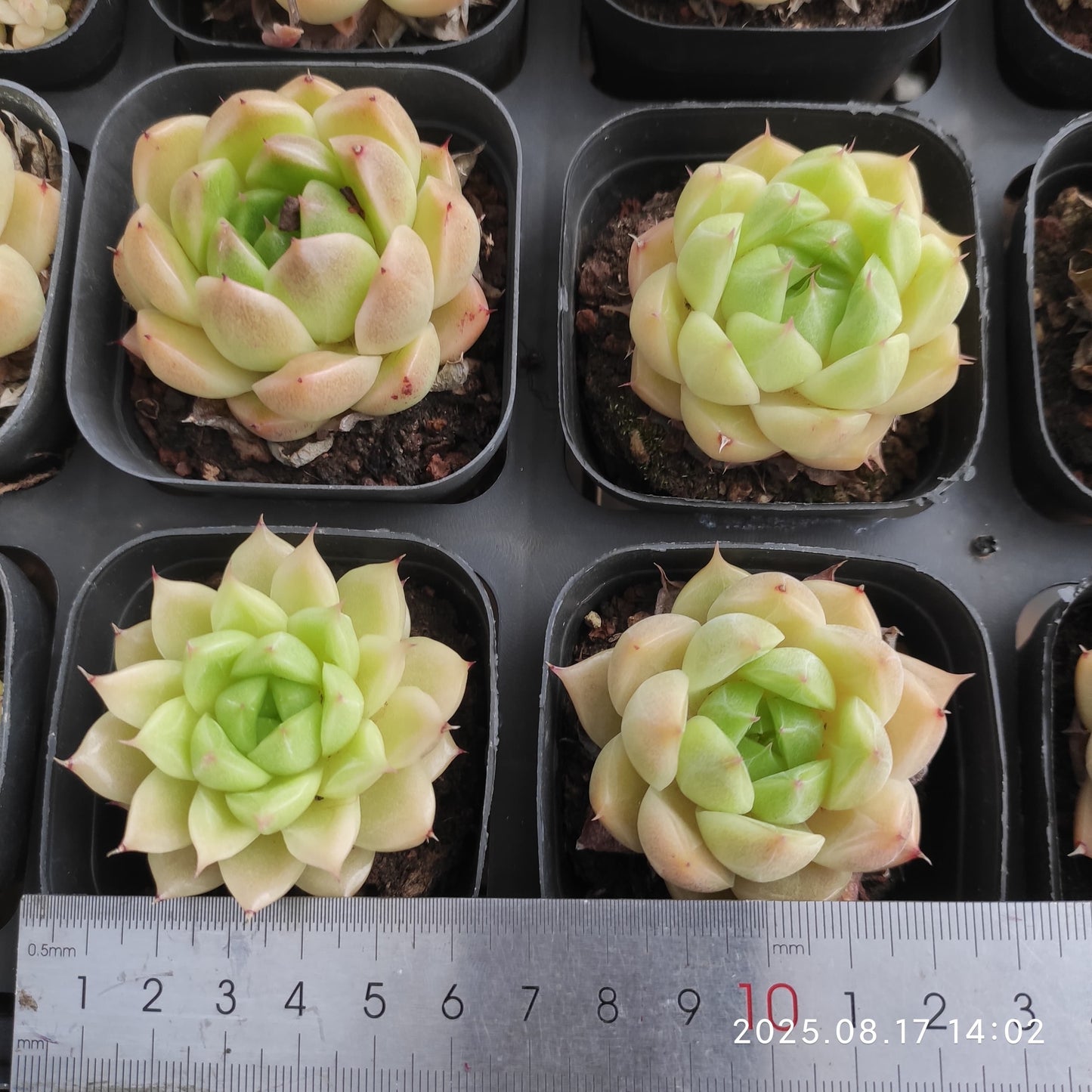 LMM300 マルガン(6.5cm pot)