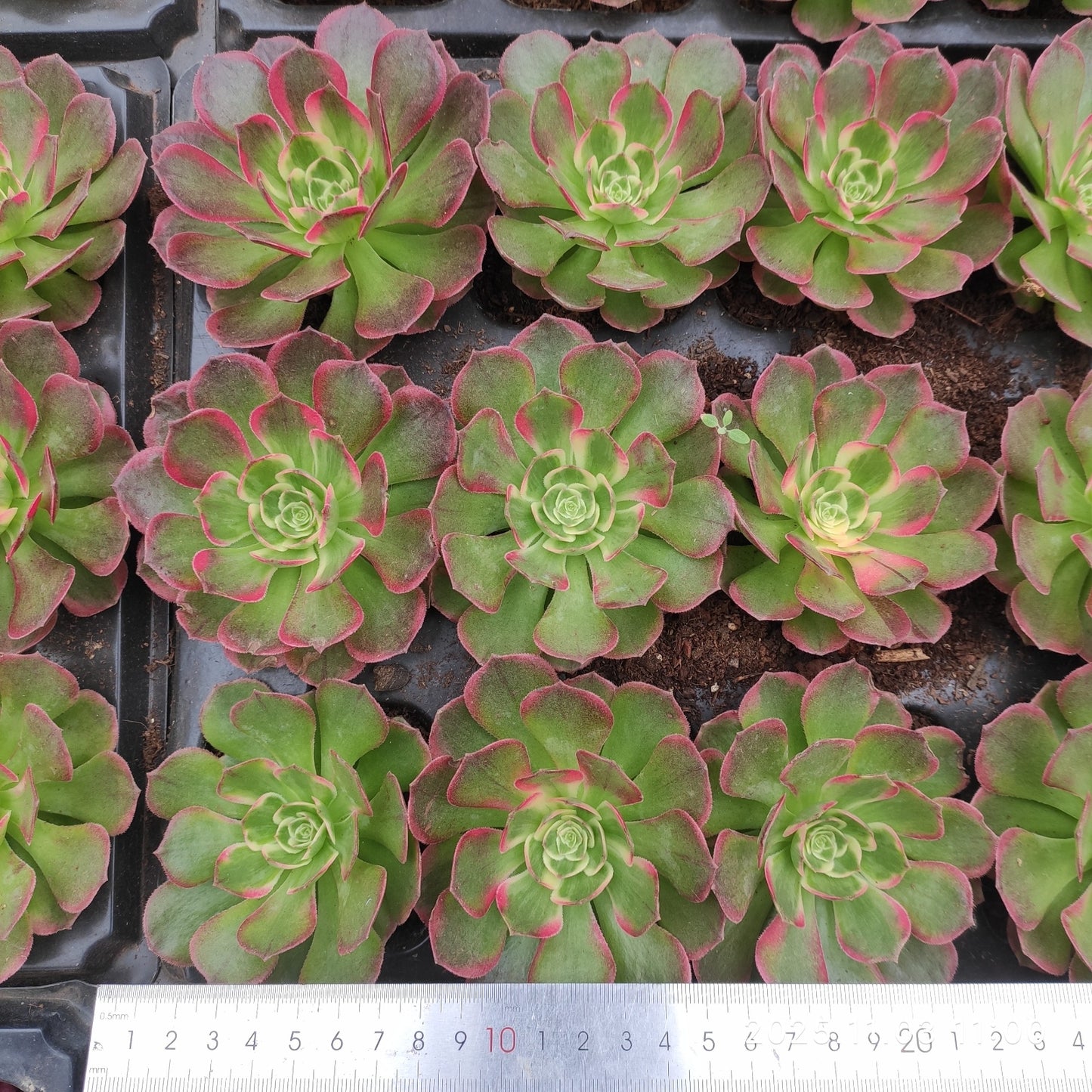 14158 アエオニウムシーキング(10cm pot)