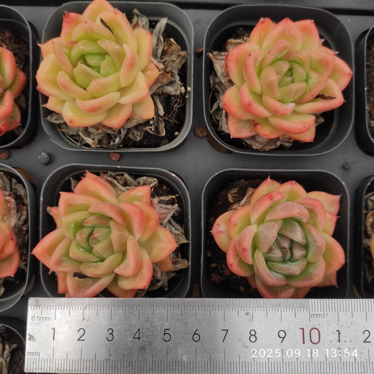 LMM395 ホワイトスノーエンジェル(6.5 cm pot)