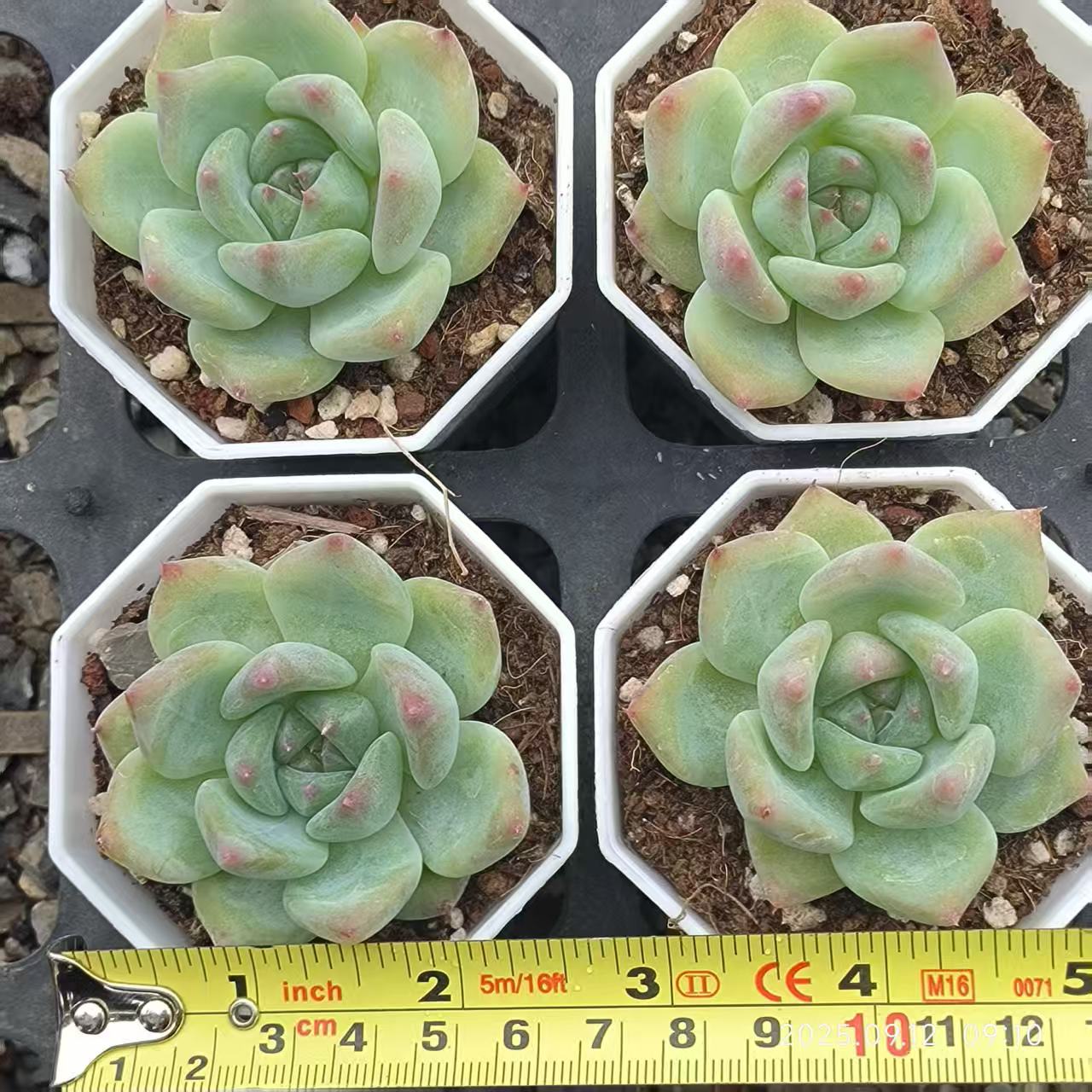 RDD277 ホワイトラタム (7cm pot)