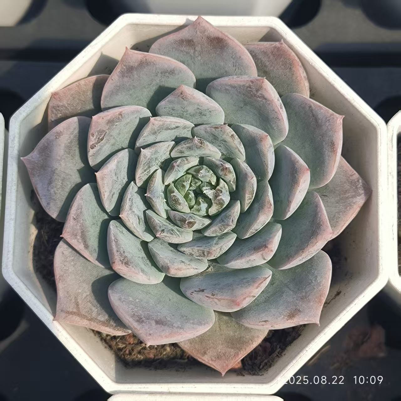 LYC084 エリークィーン(7cm pot)